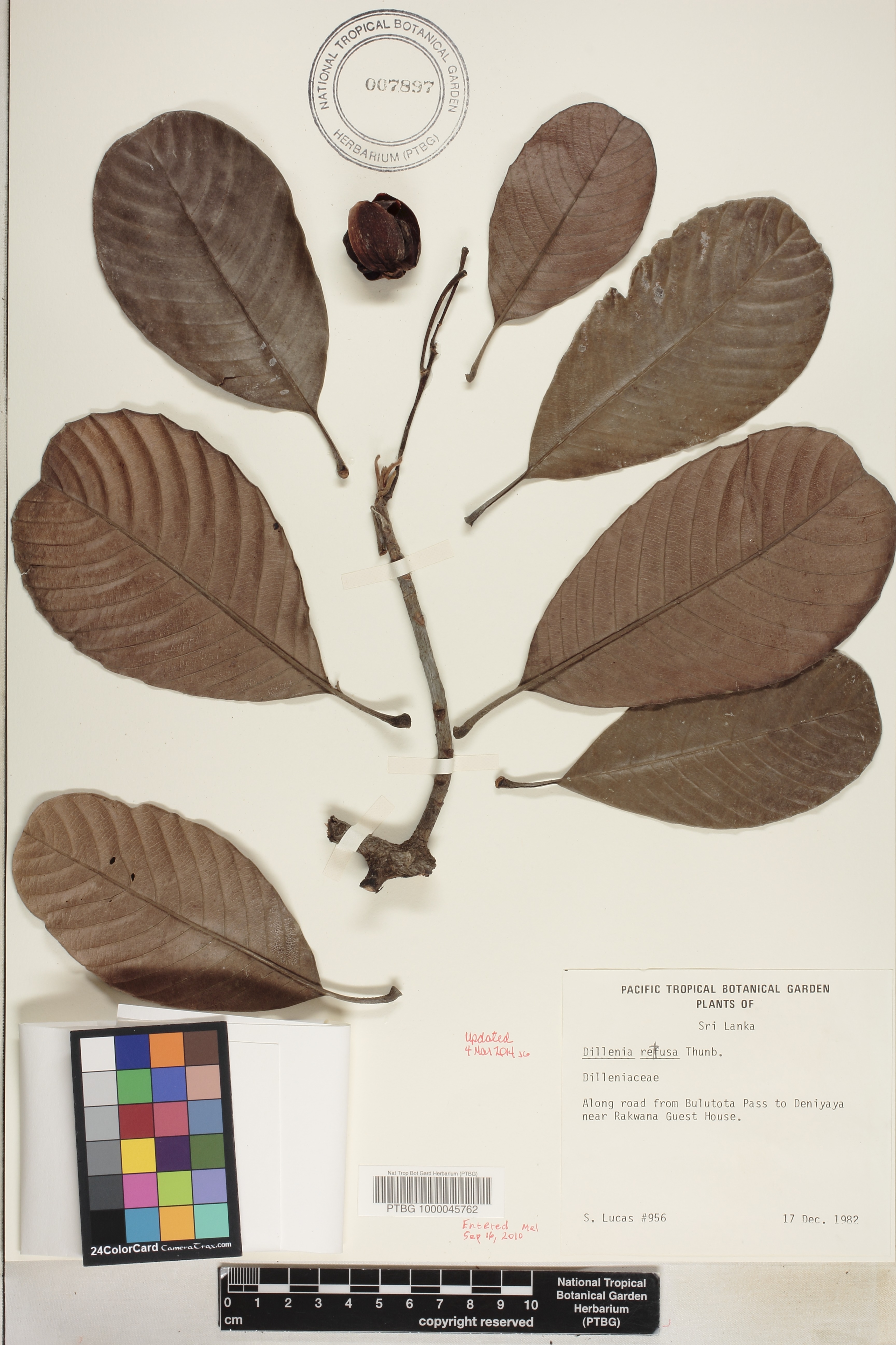 Dillenia retusa image