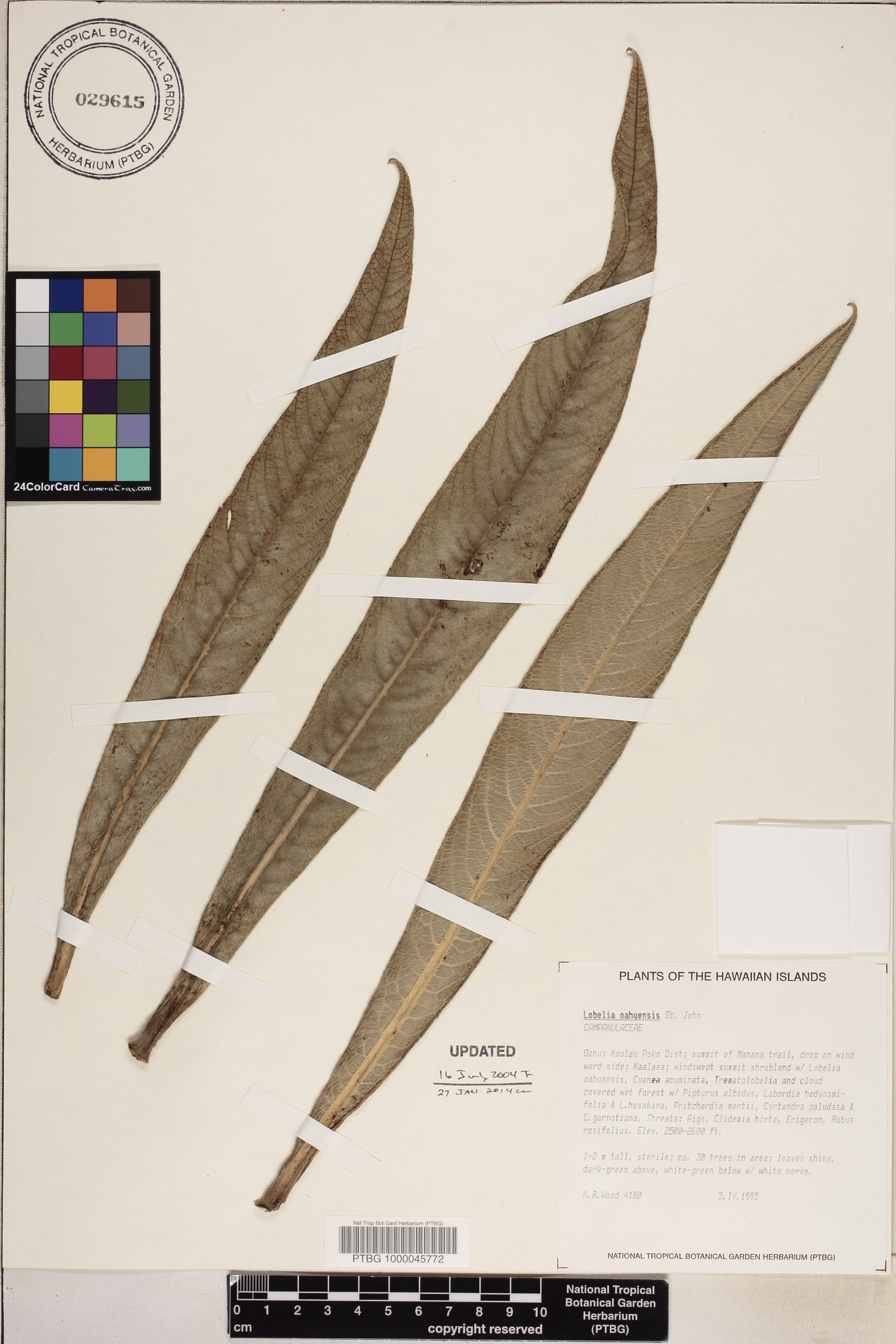 Lobelia oahuensis image