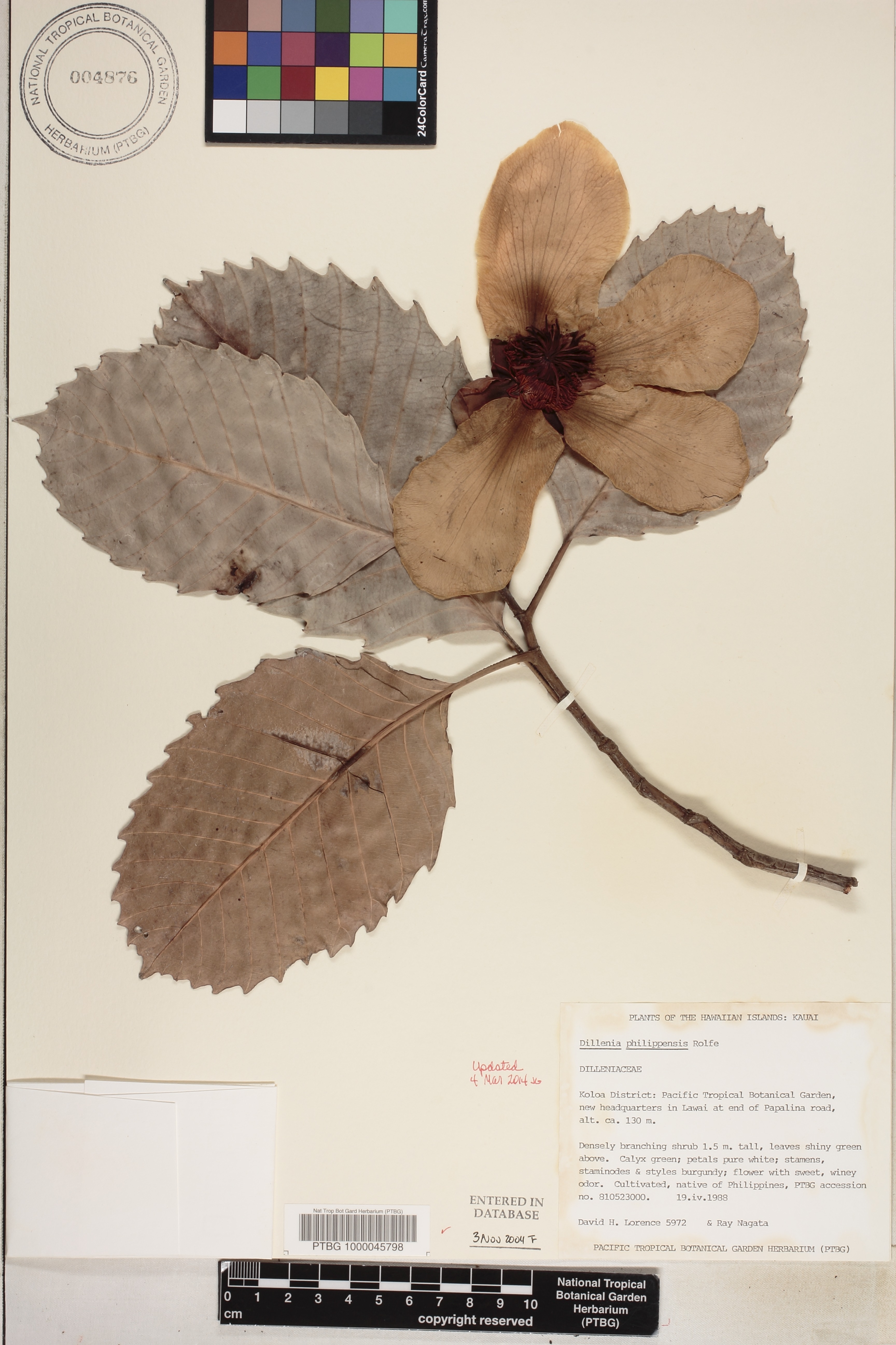Dillenia philippinensis image