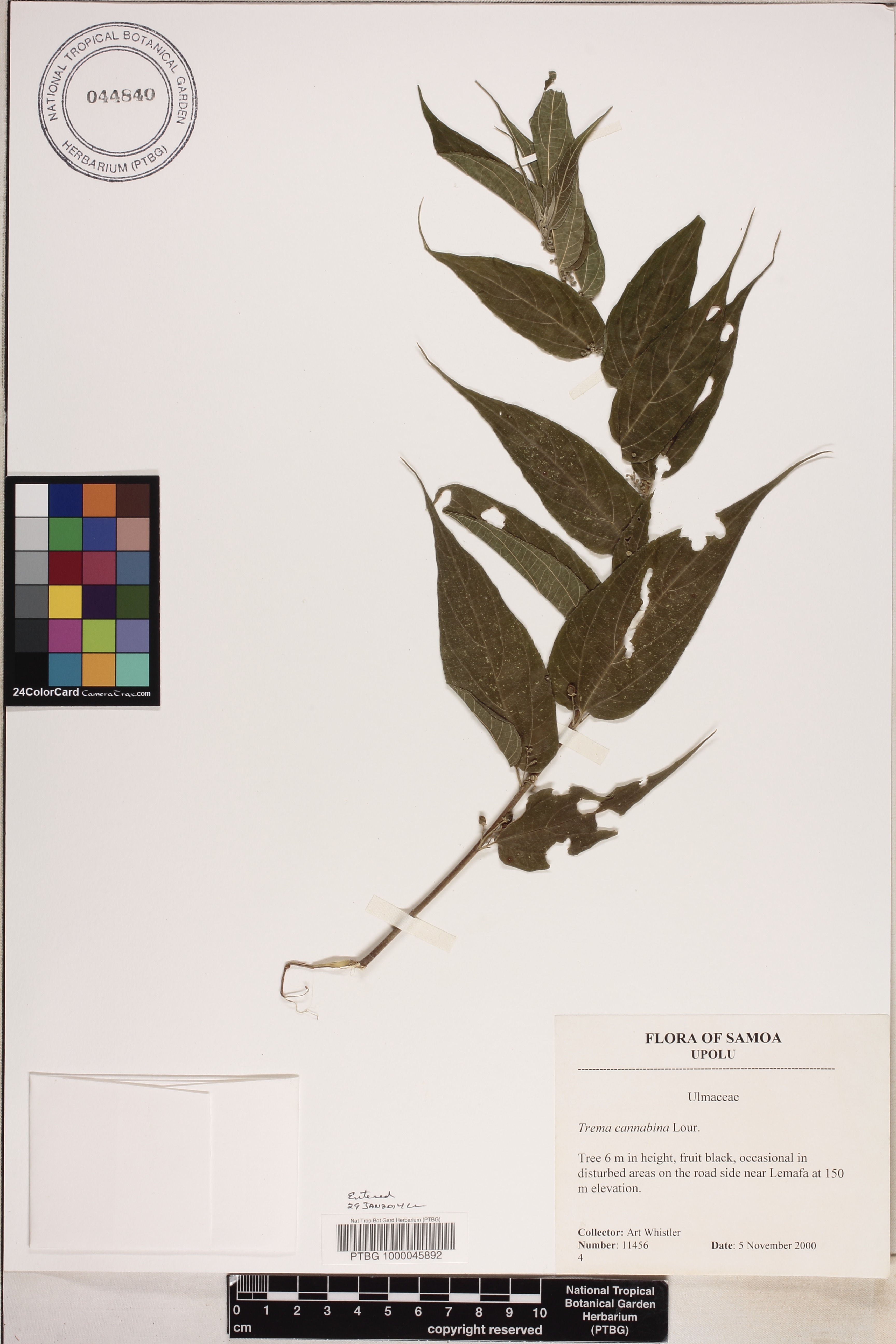 Trema cannabina image