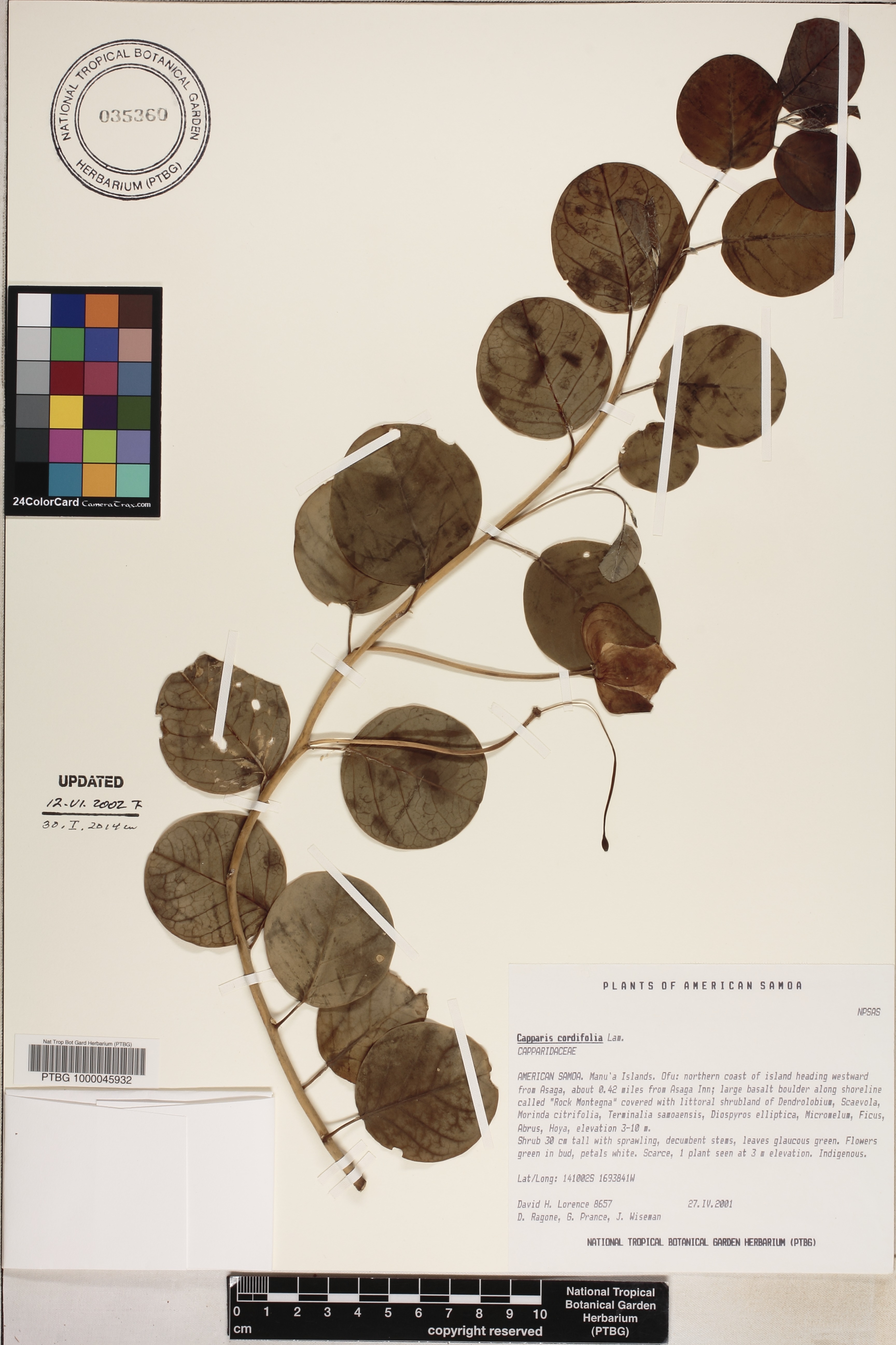 Capparaceae image