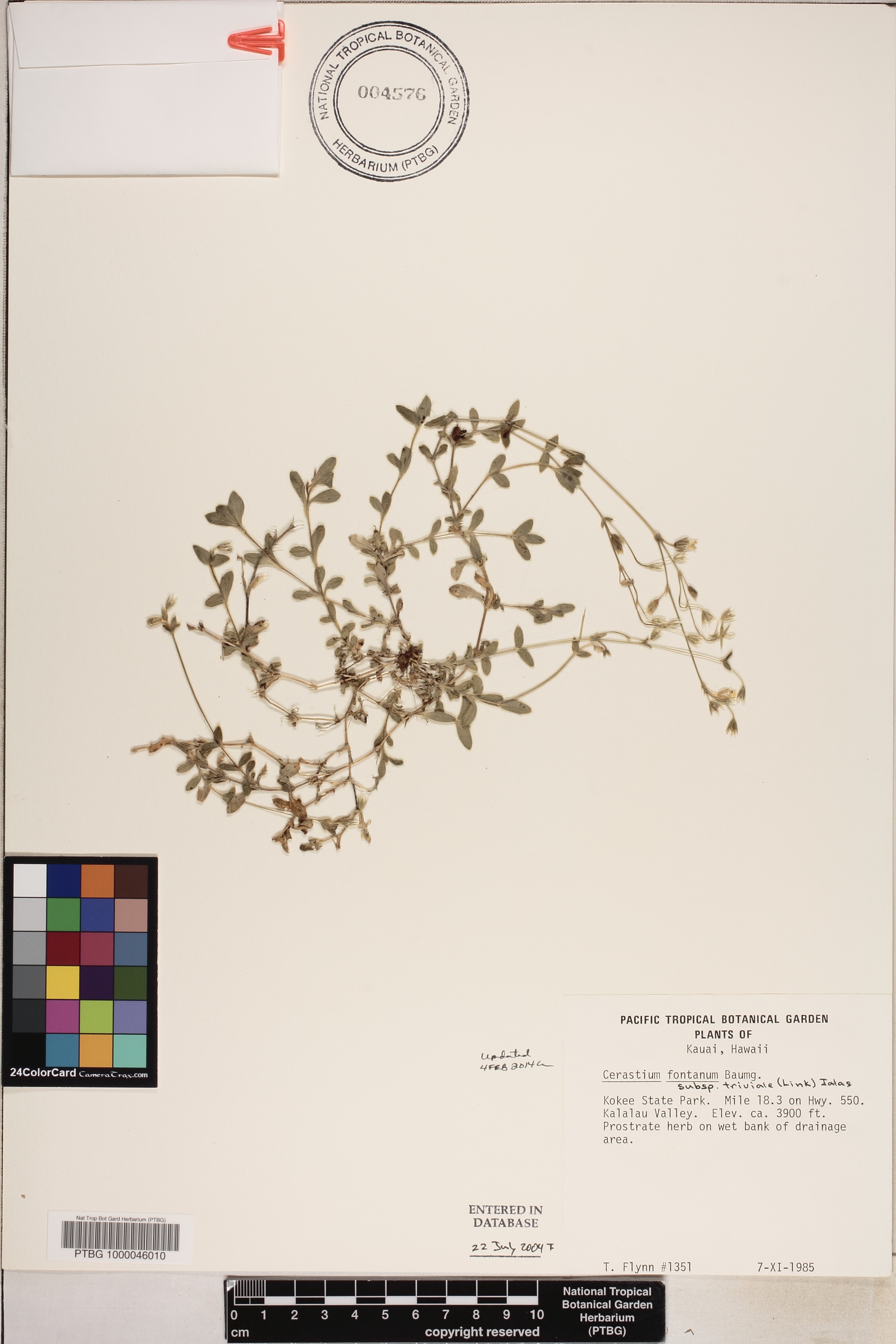 Cerastium fontanum subsp. triviale image