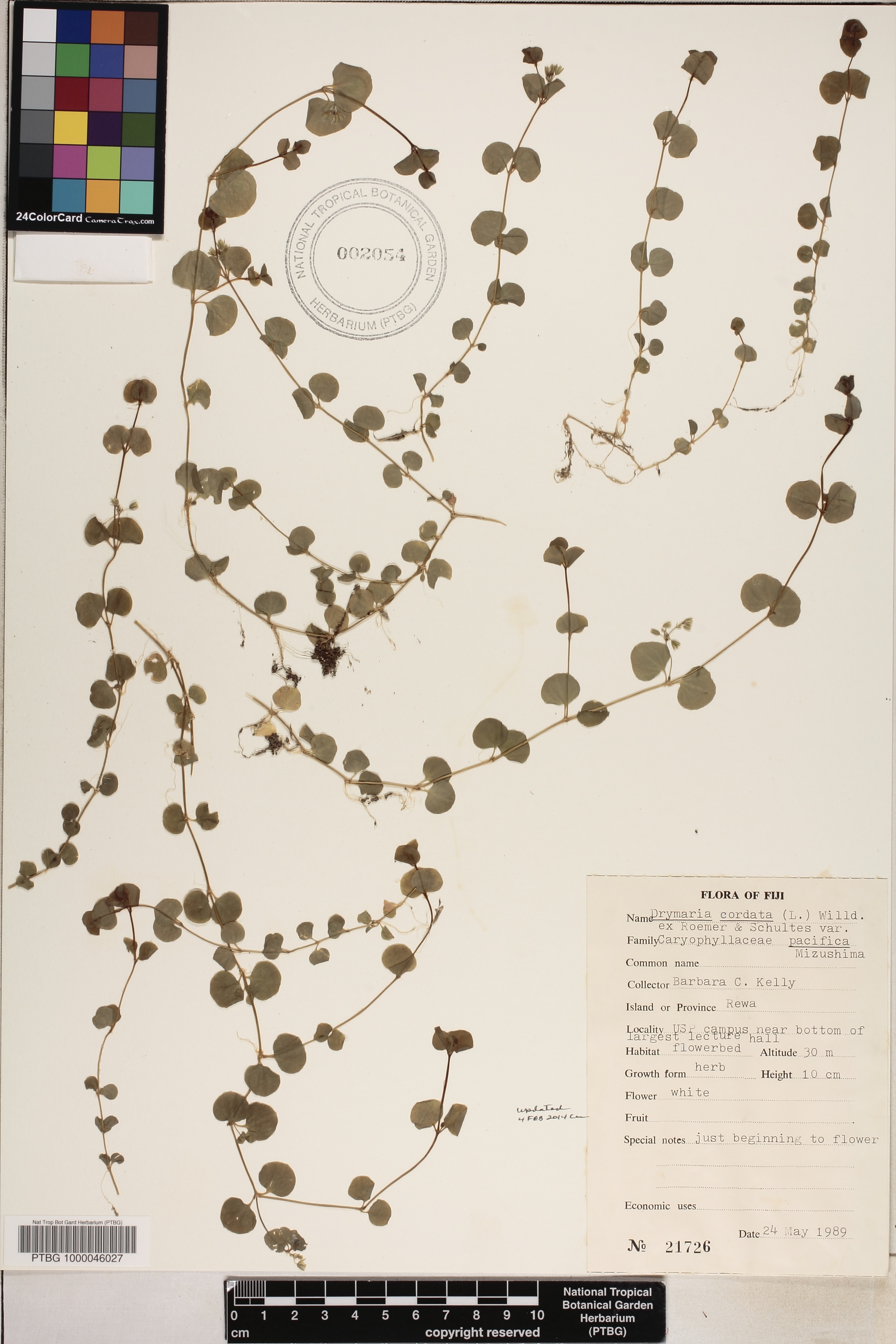 Drymaria cordata image