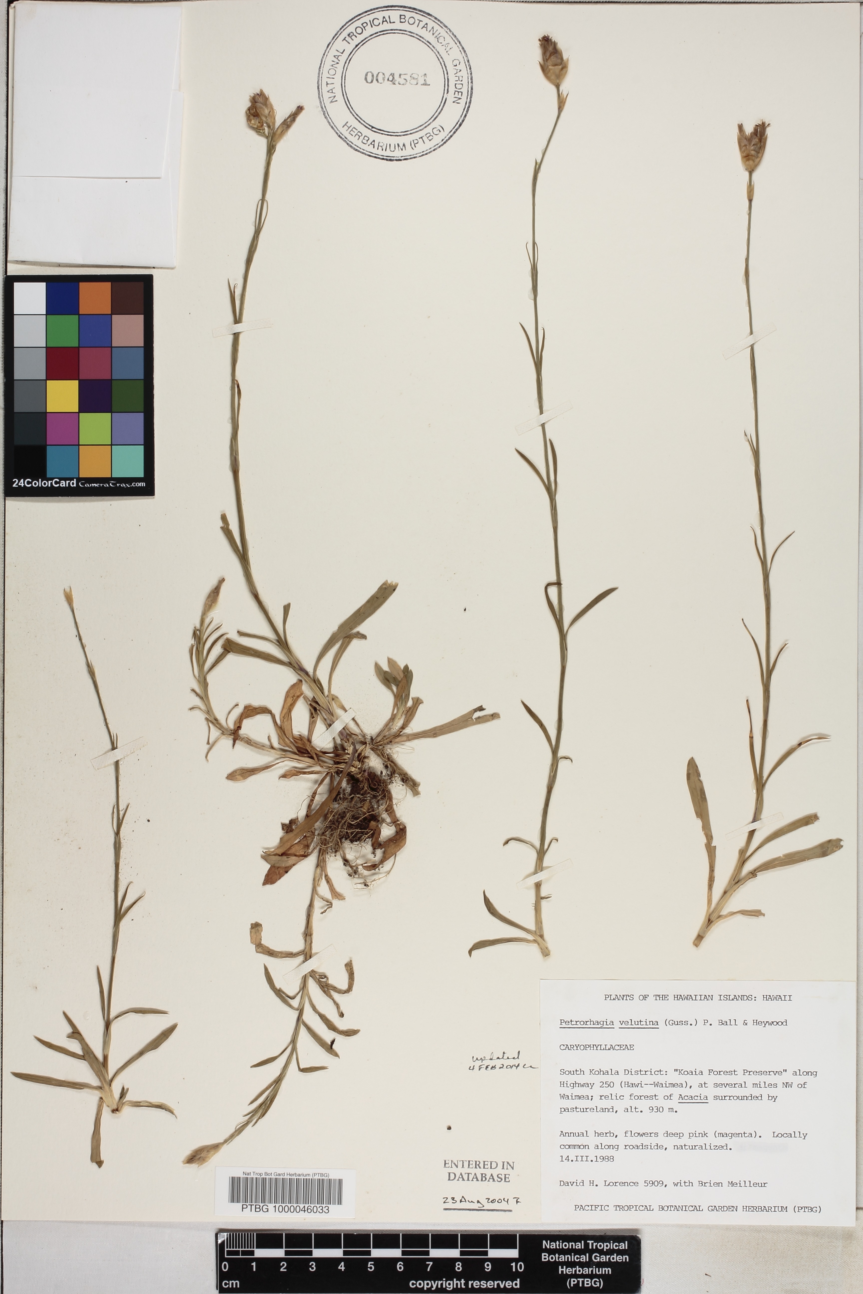 Petrorhagia dubia image
