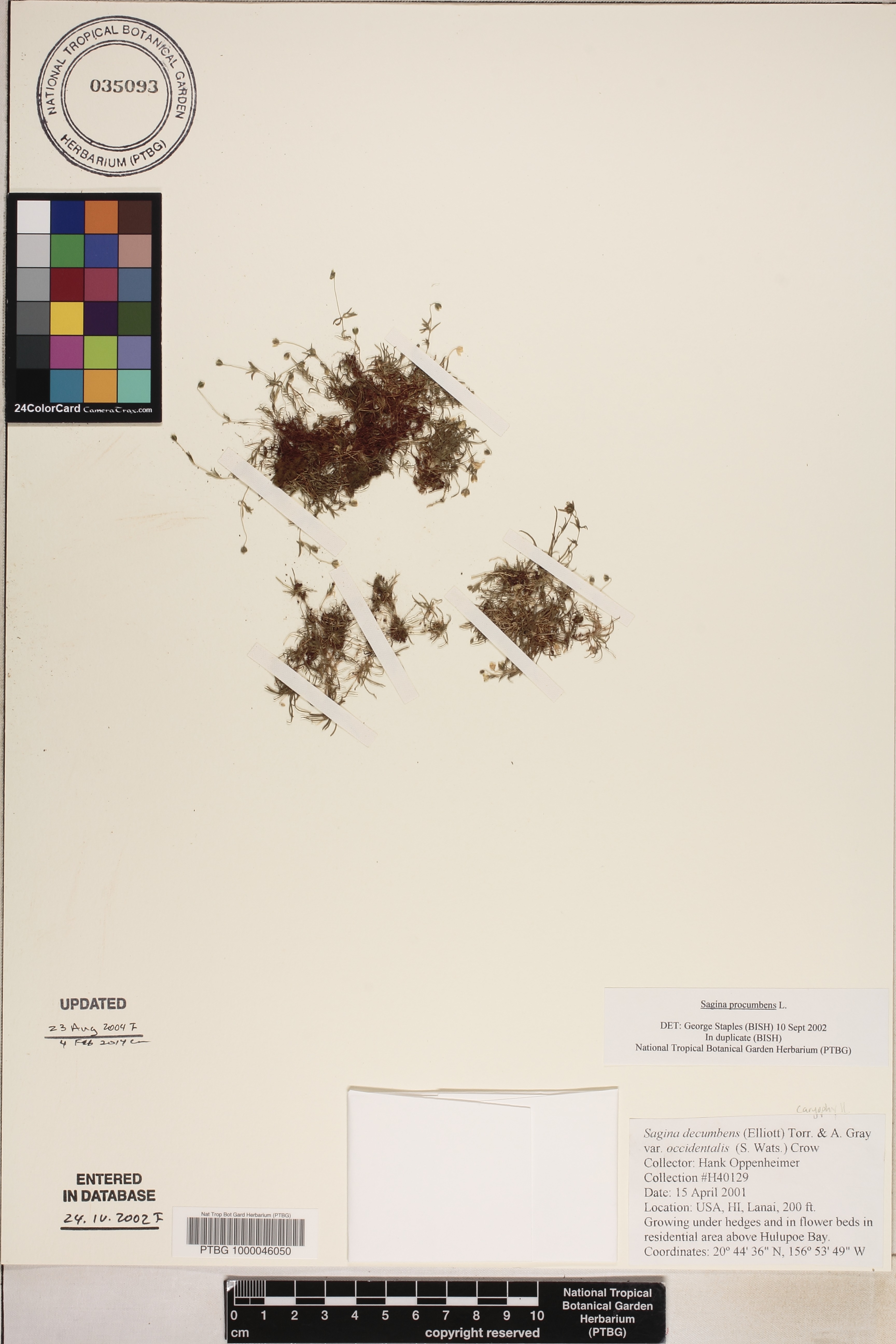 Sagina procumbens image