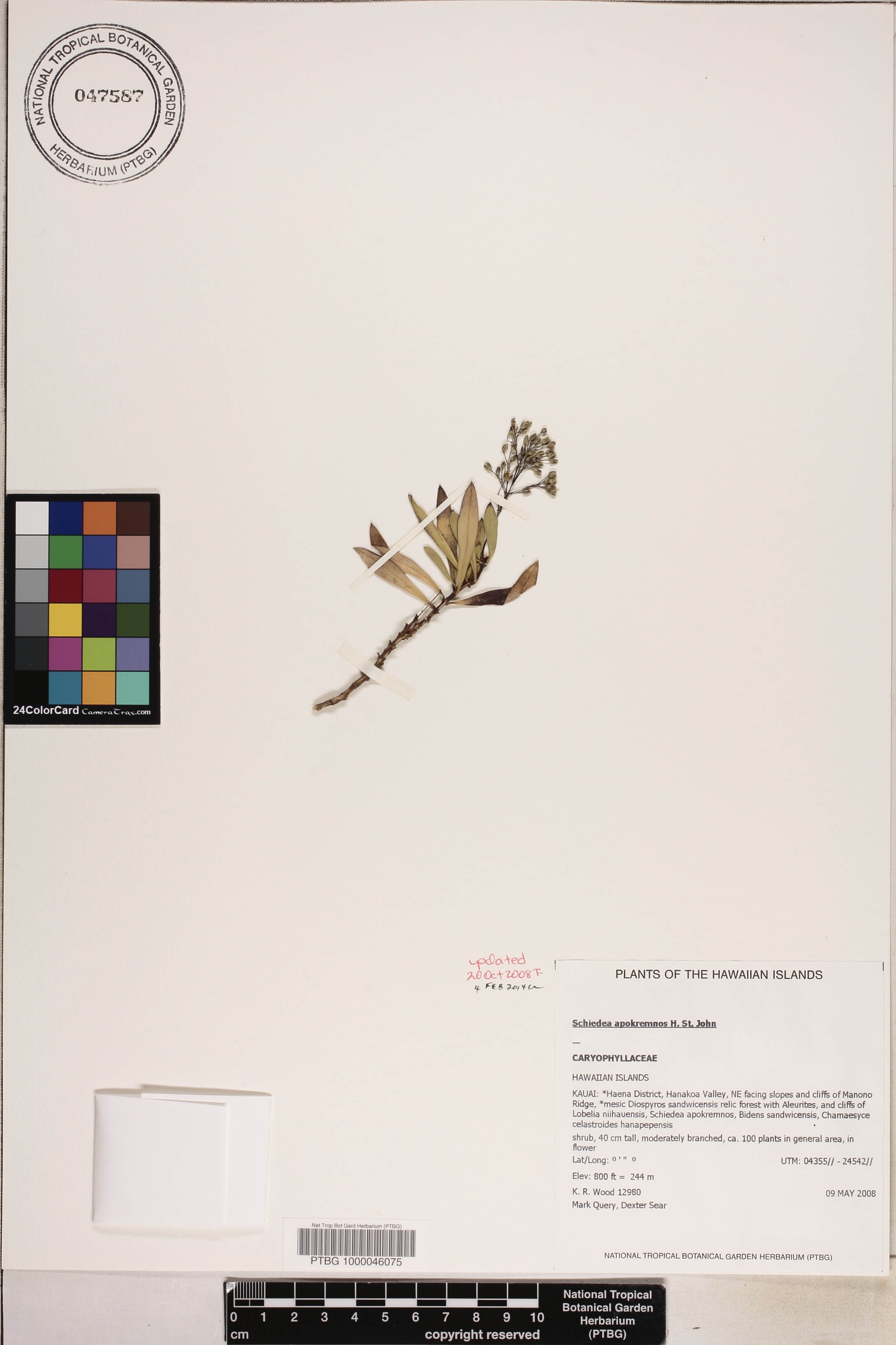 Schiedea apokremnos image