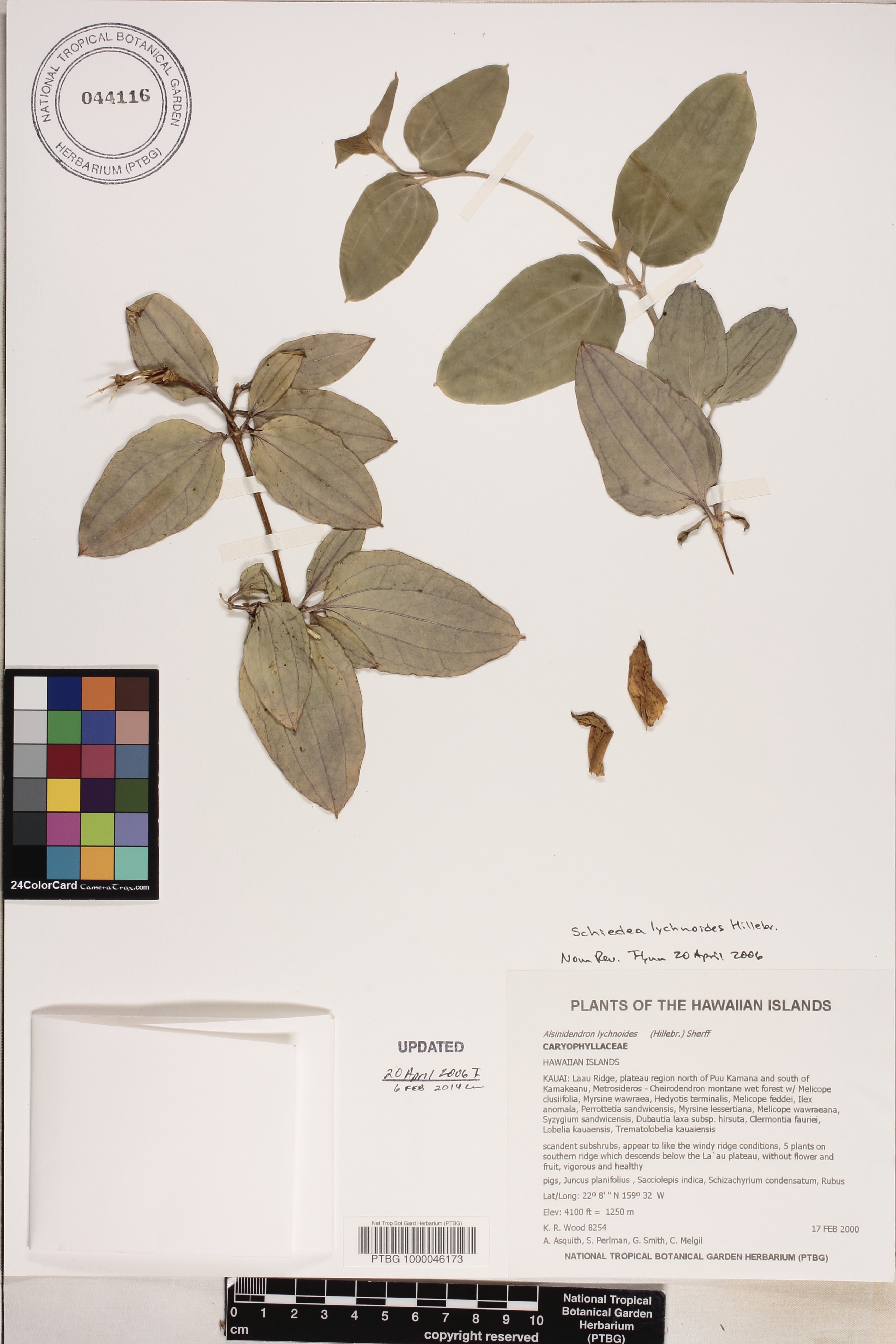 Schiedea lychnoides image