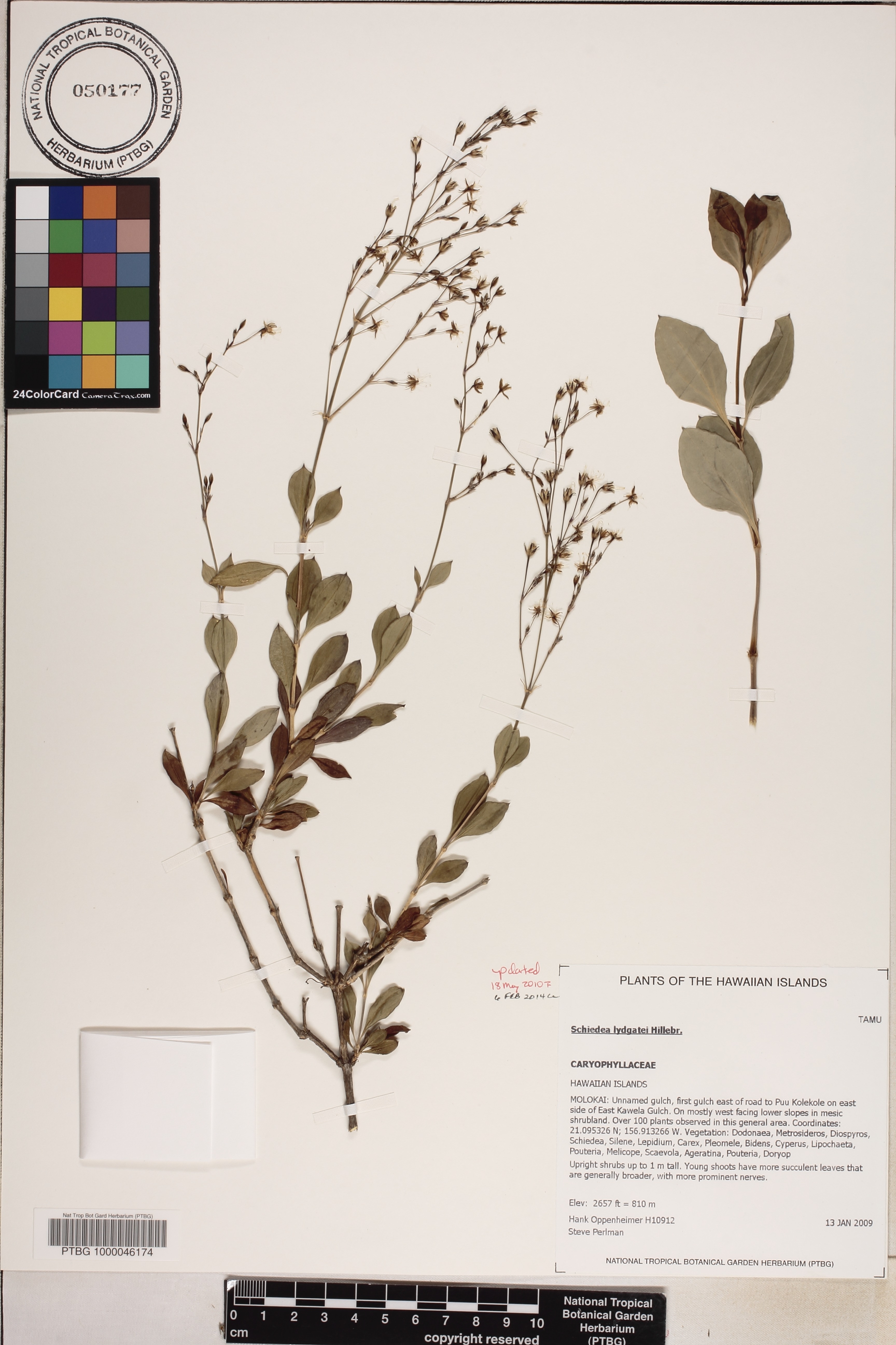 Schiedea lydgatei image