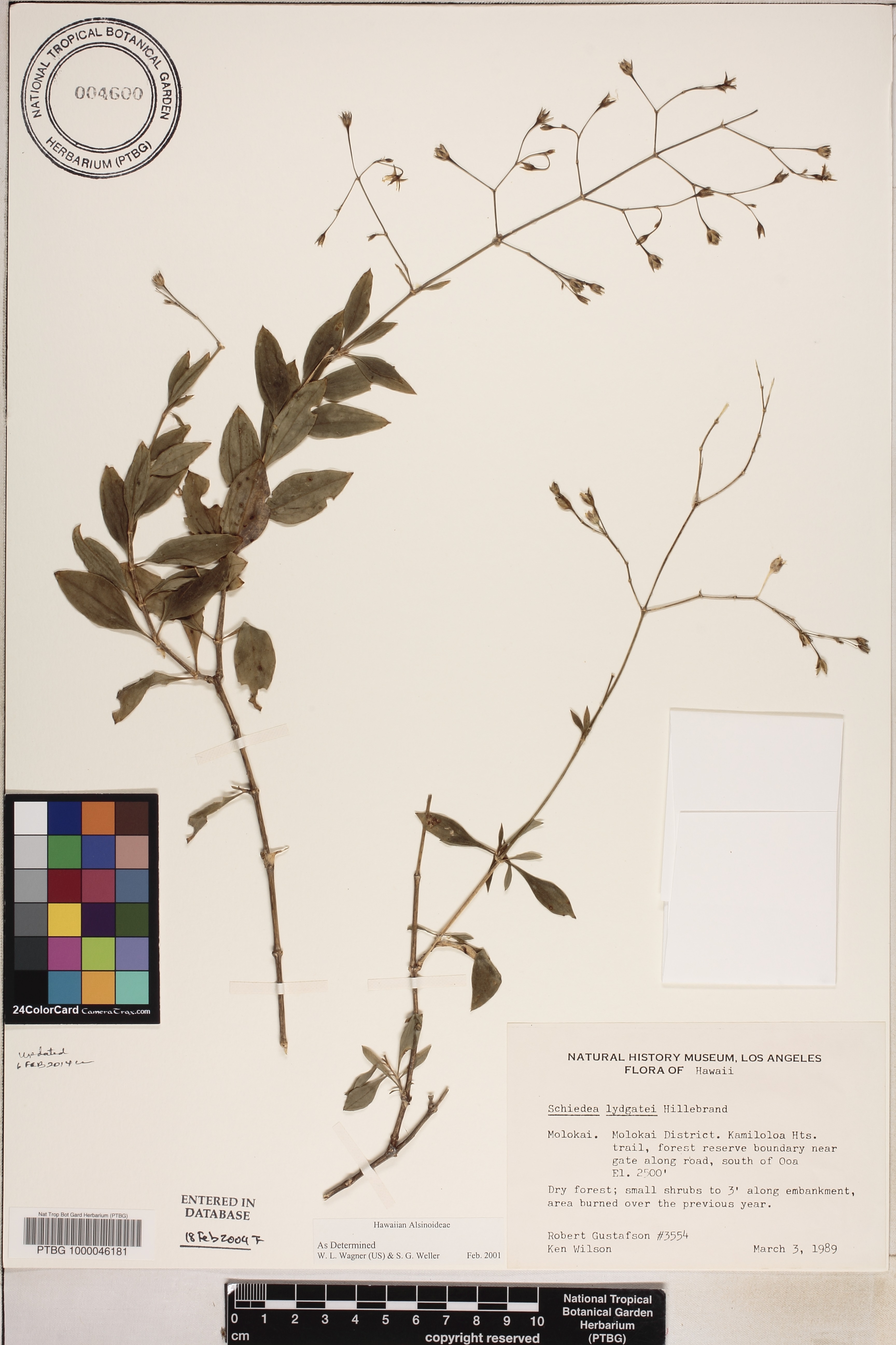 Schiedea lydgatei image