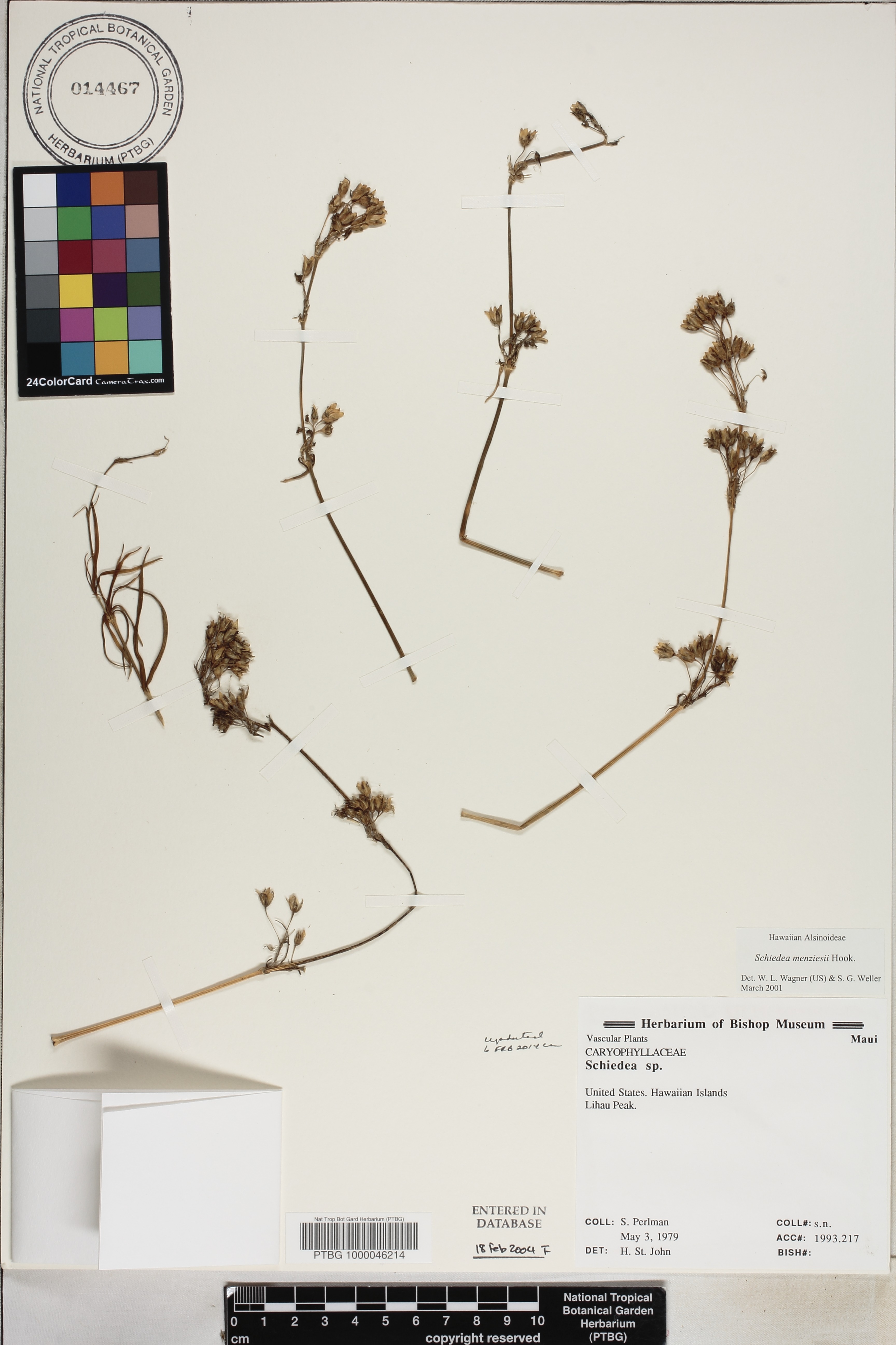 Schiedea menziesii image