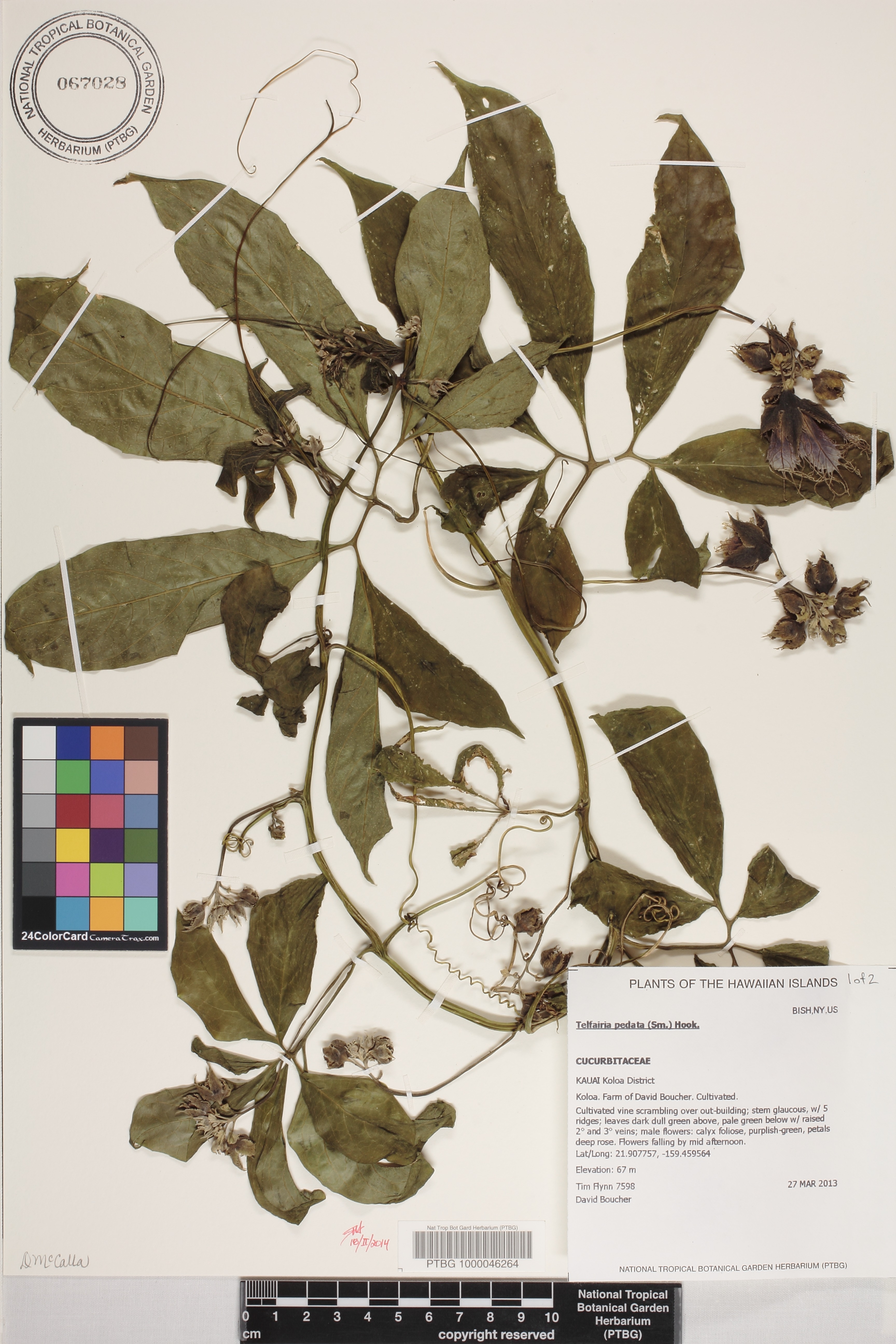 Telfairia pedata image