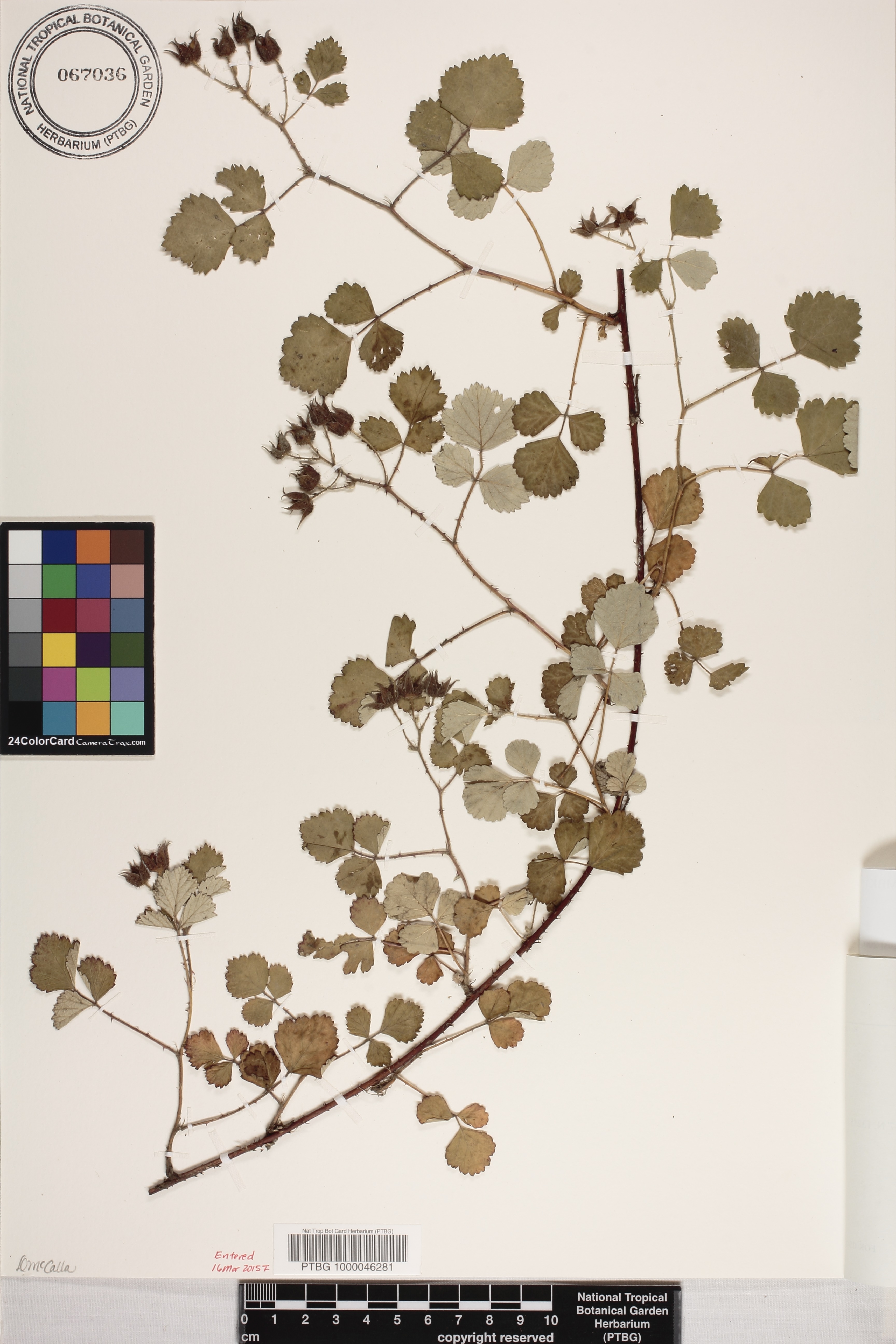 Rubus parvifolius image