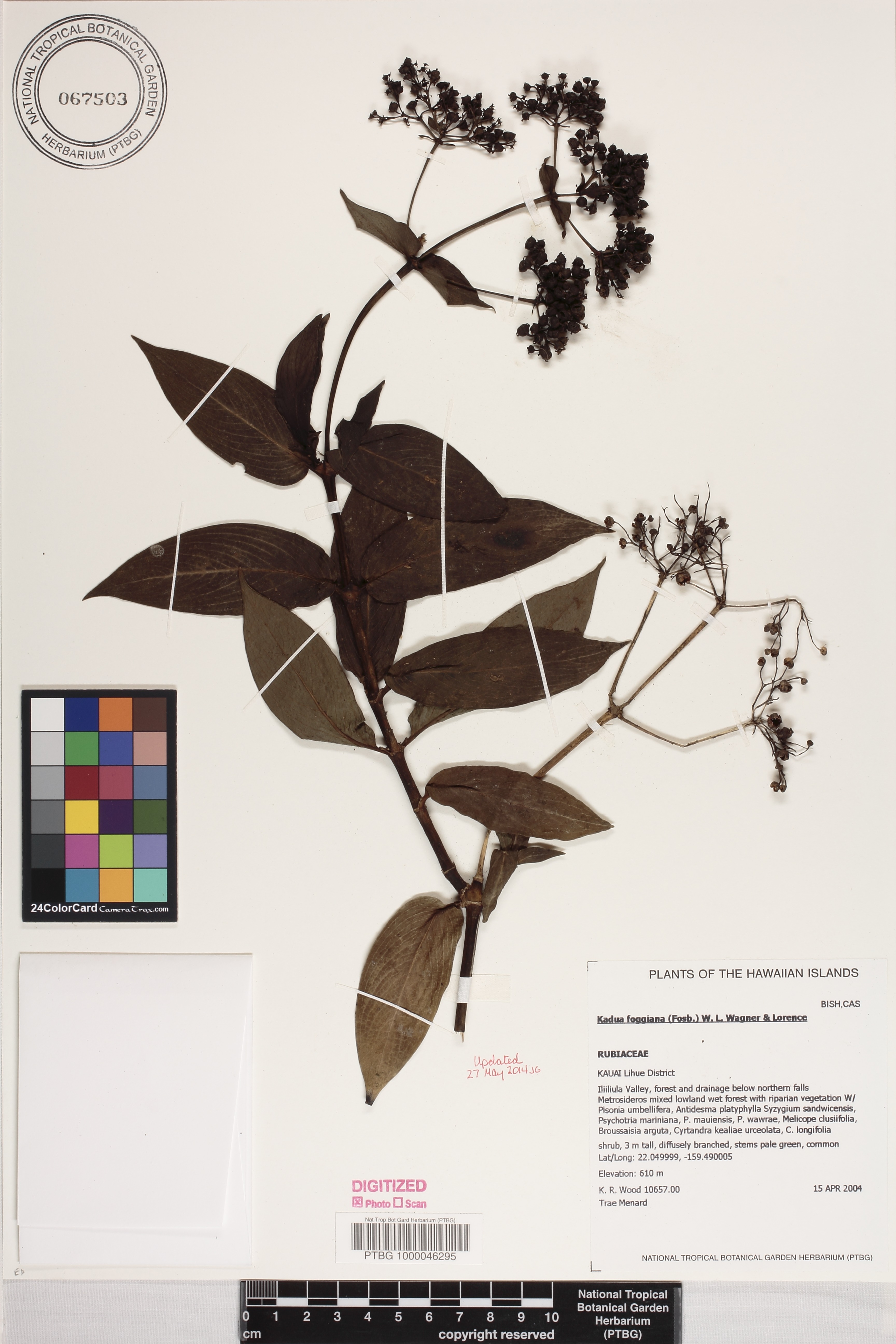 Kadua foggiana image