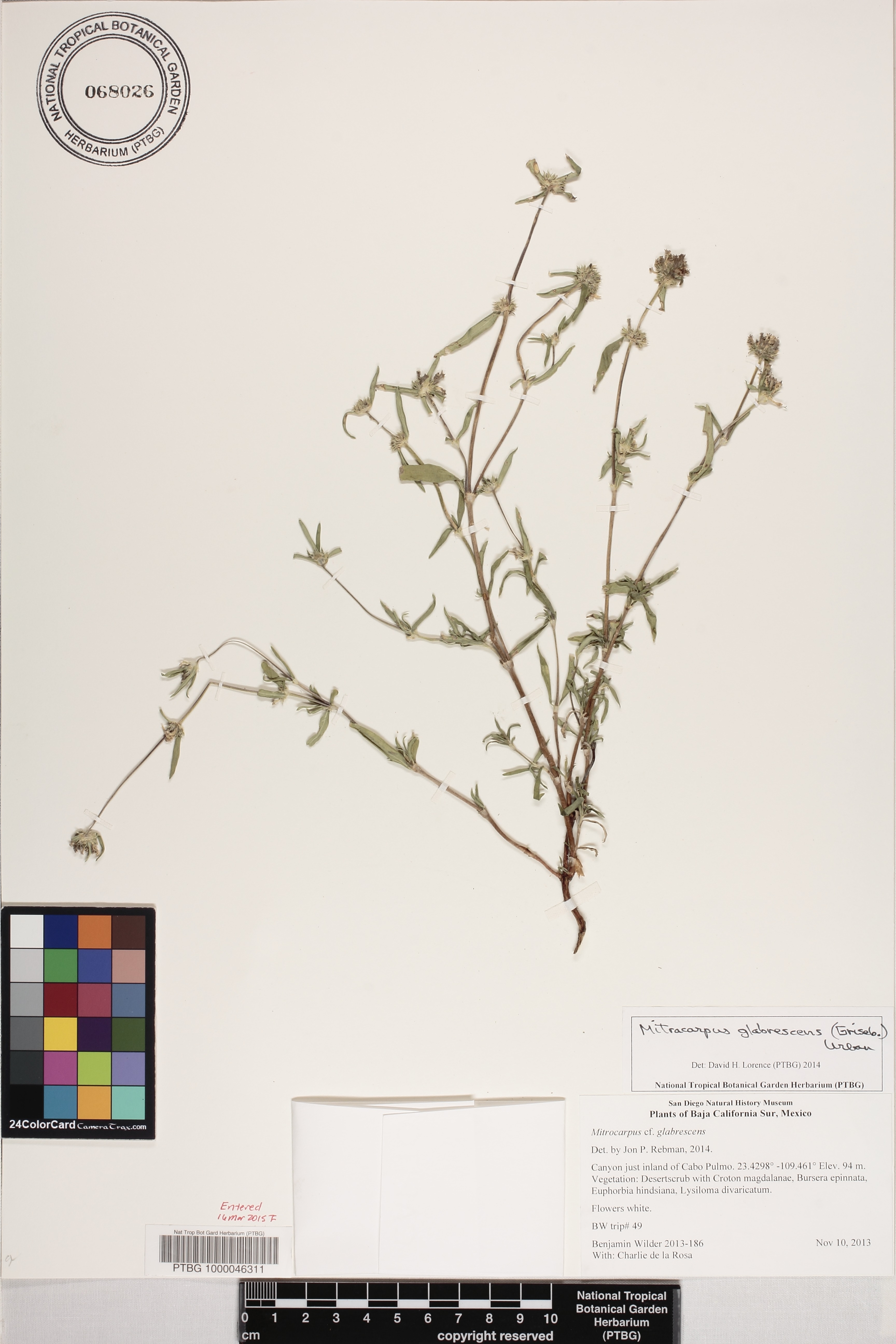 Mitracarpus glabrescens image