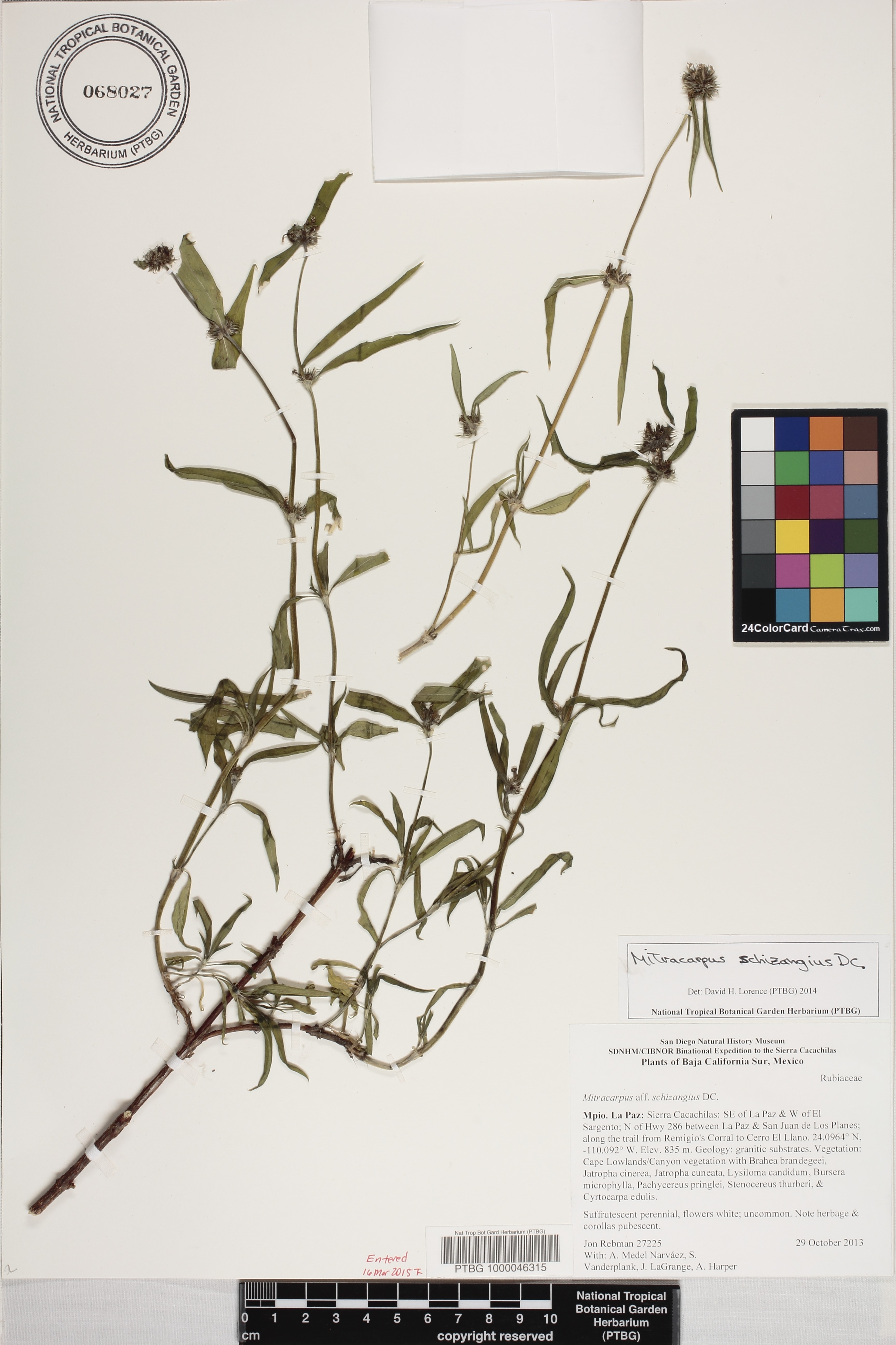 Mitracarpus schizangius image