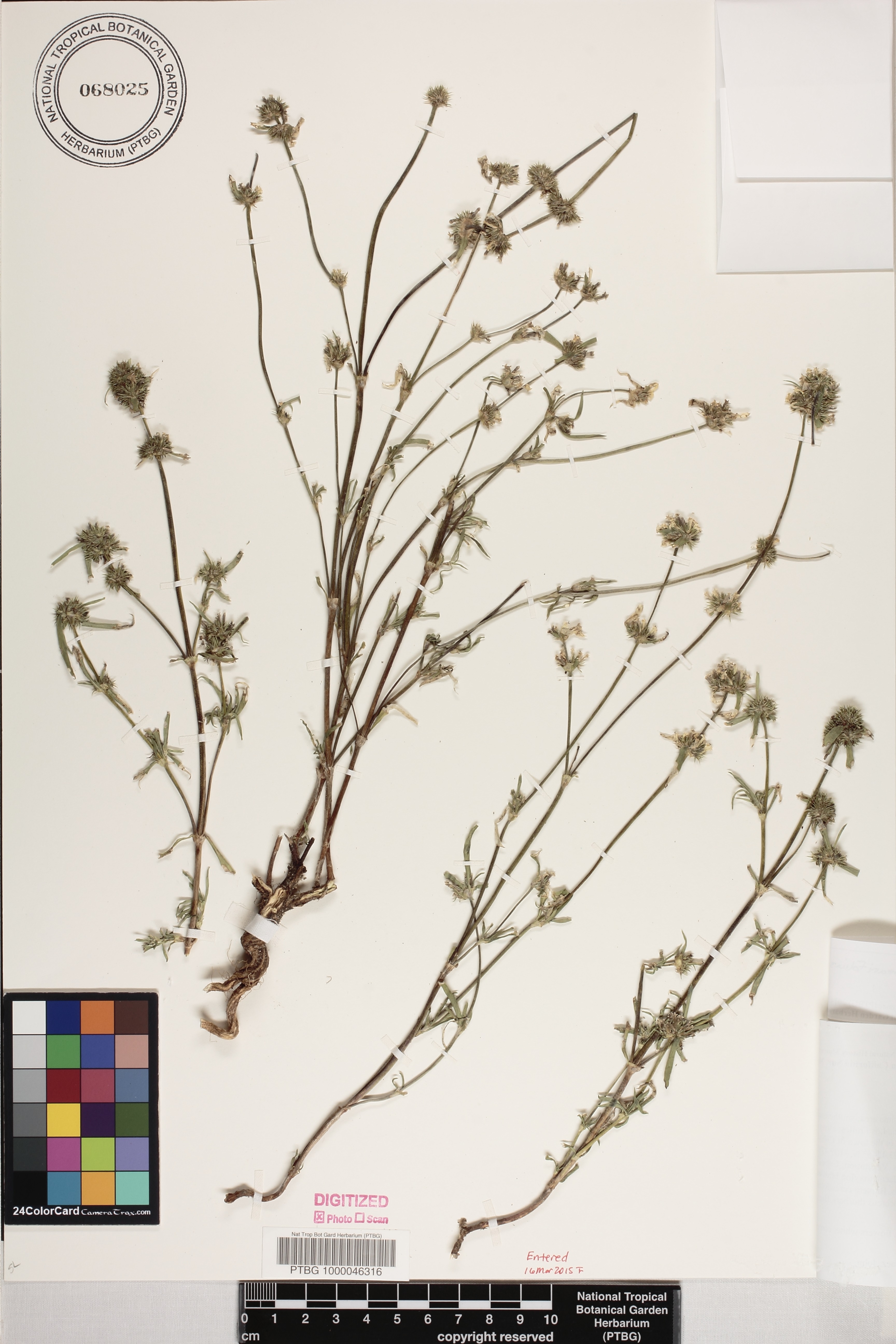 Mitracarpus linearifolius image