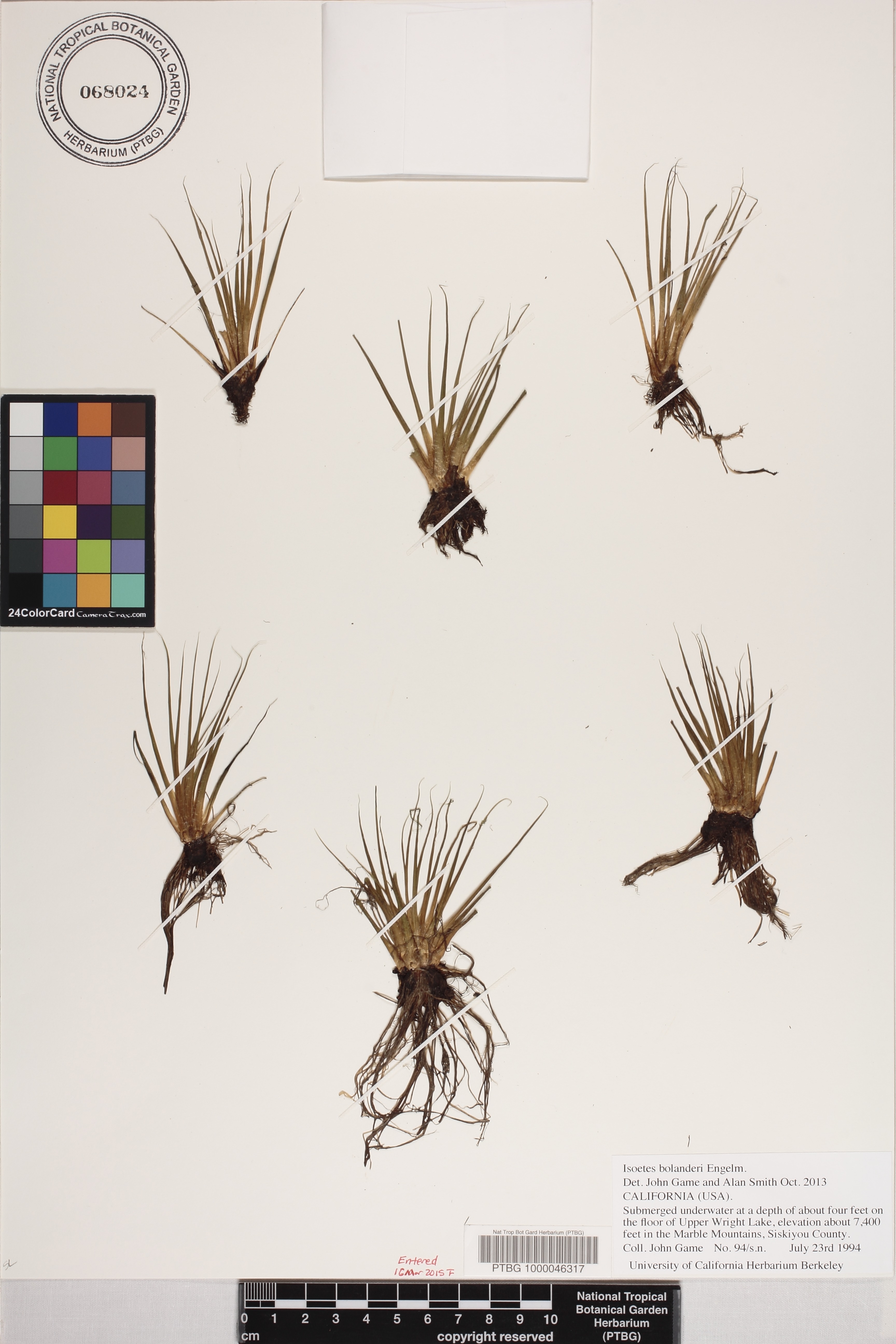 Isoetes bolanderi image