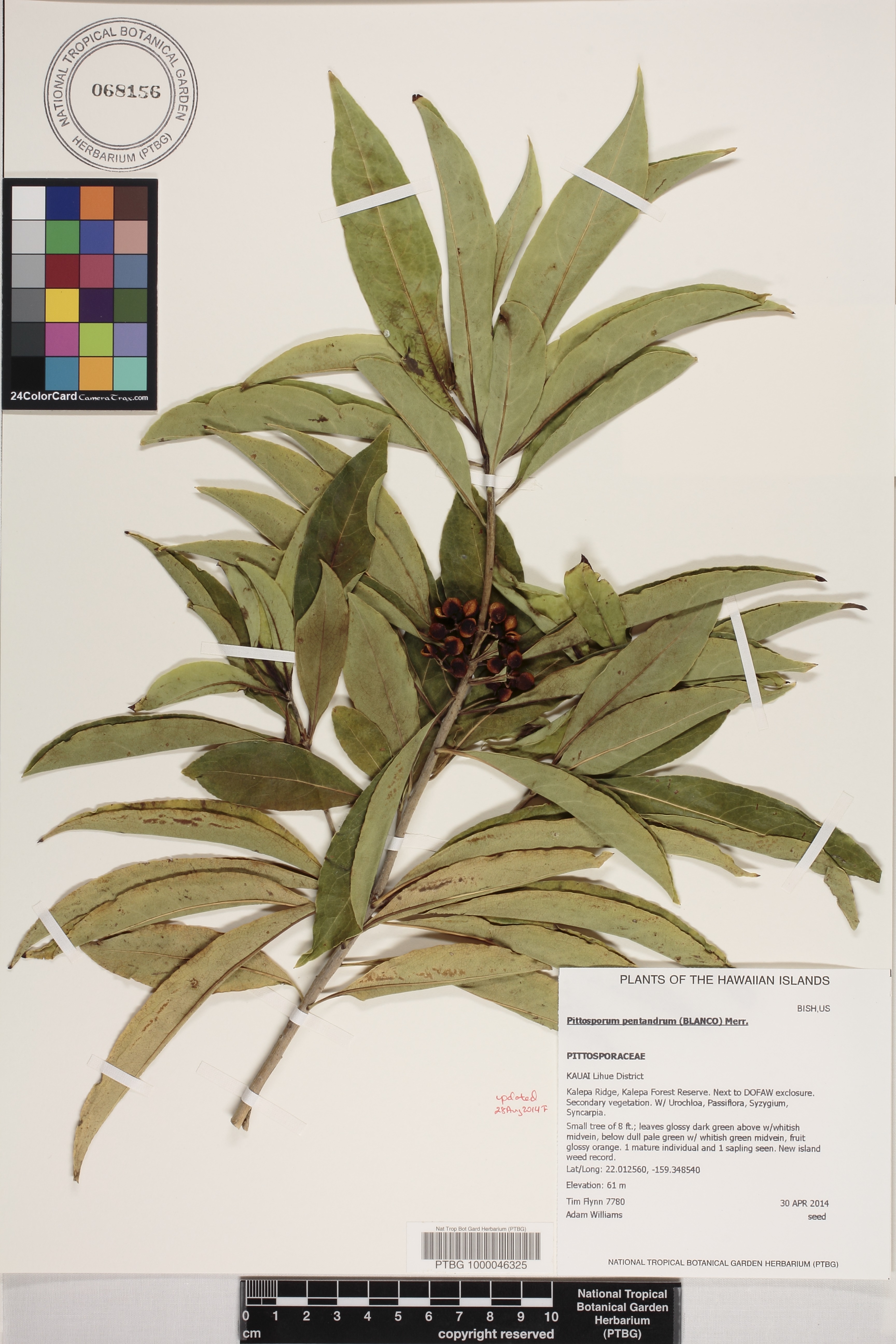 Pittosporum pentandrum image