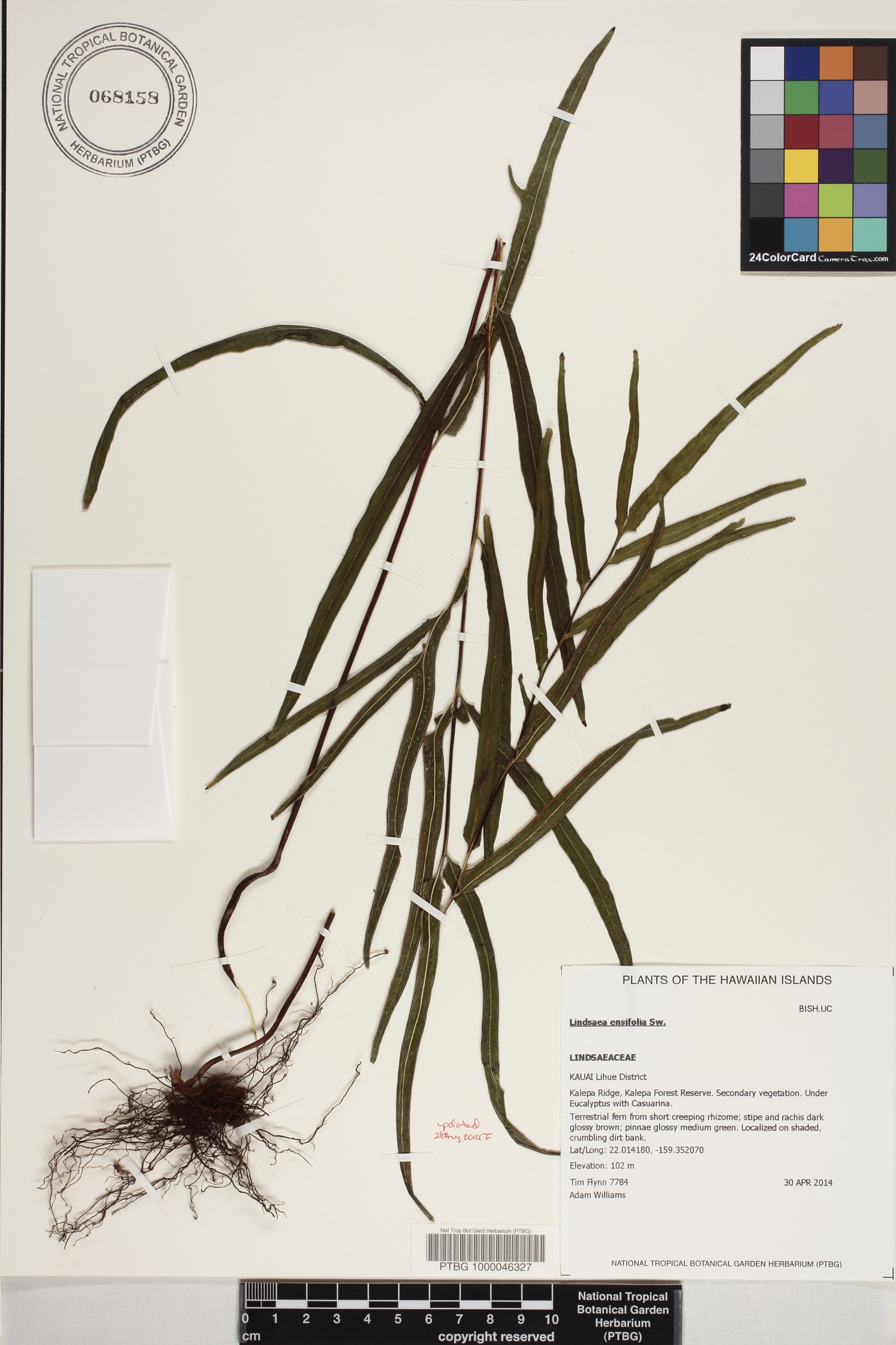 Lindsaea image
