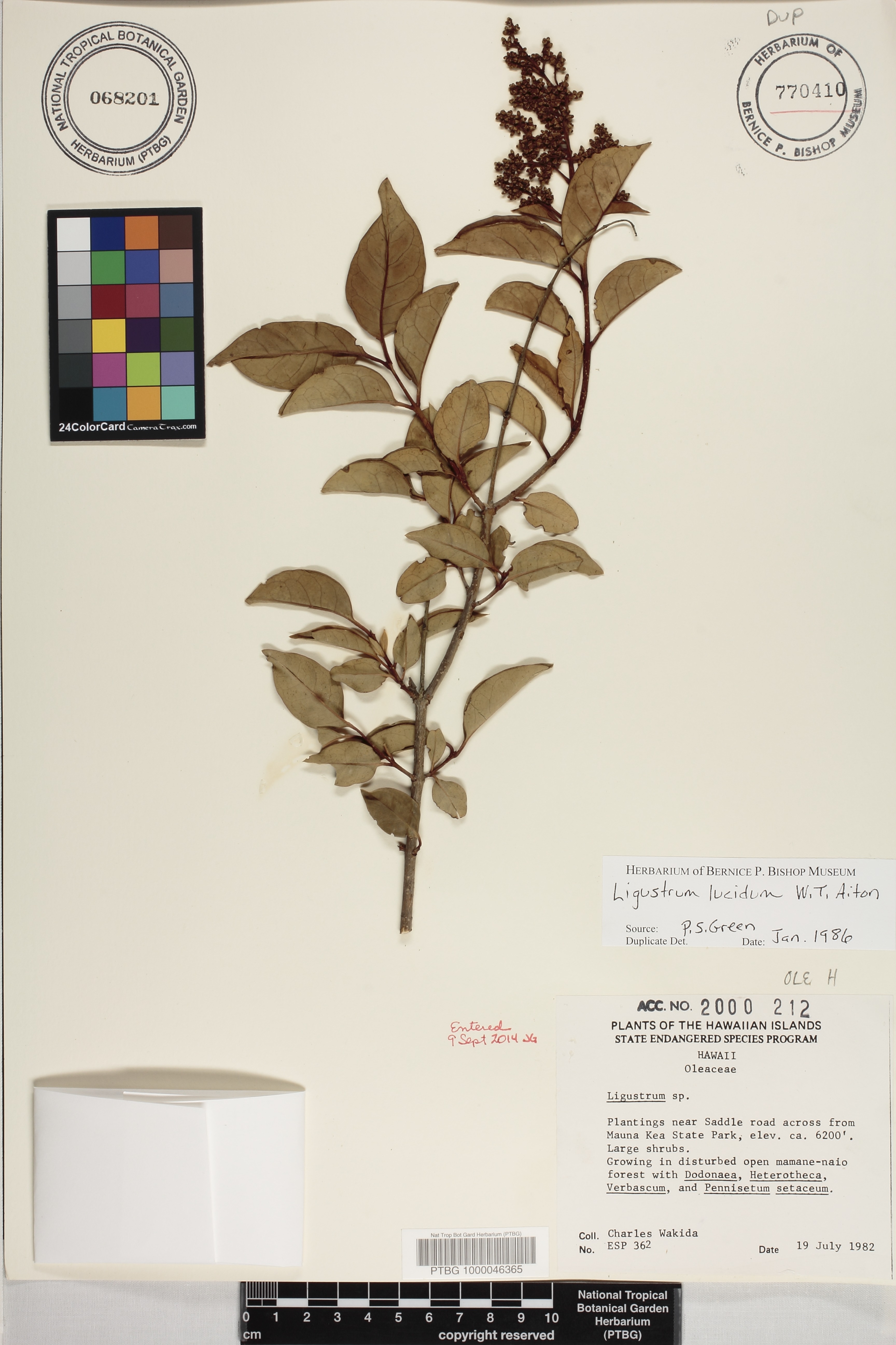 Ligustrum image
