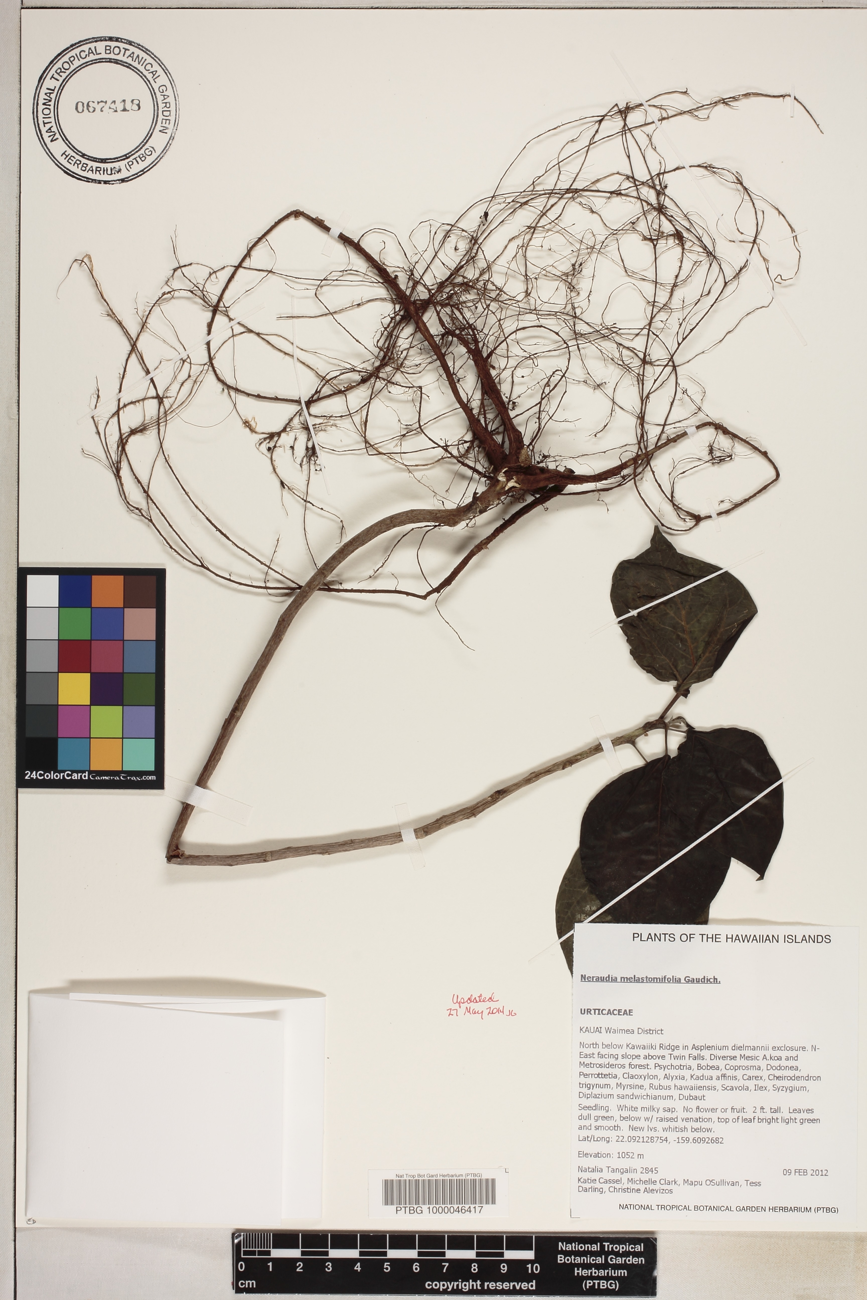 Neraudia melastomifolia image