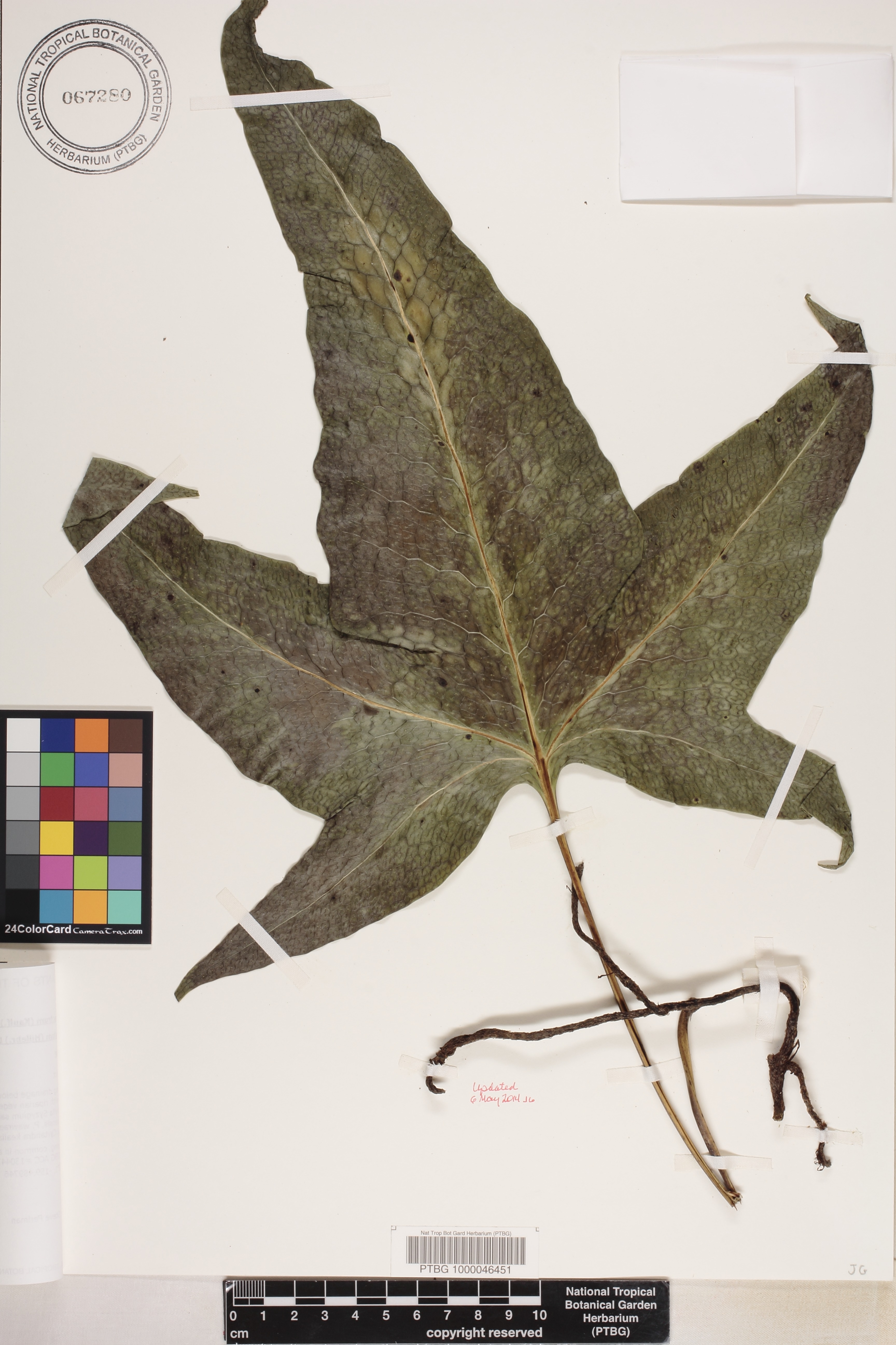 Microsorum spectrum var. pentadactylum image