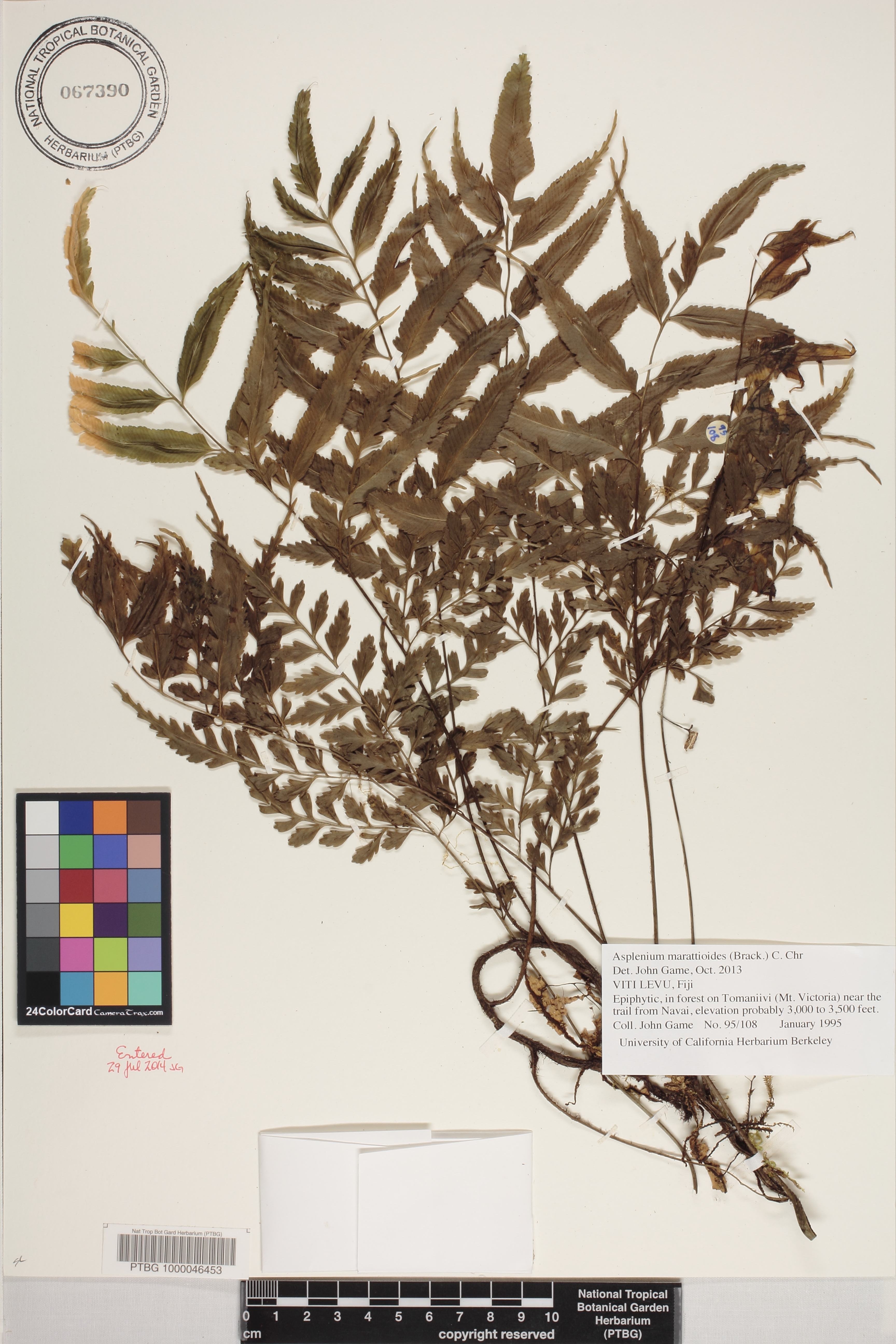 Asplenium marattioides image
