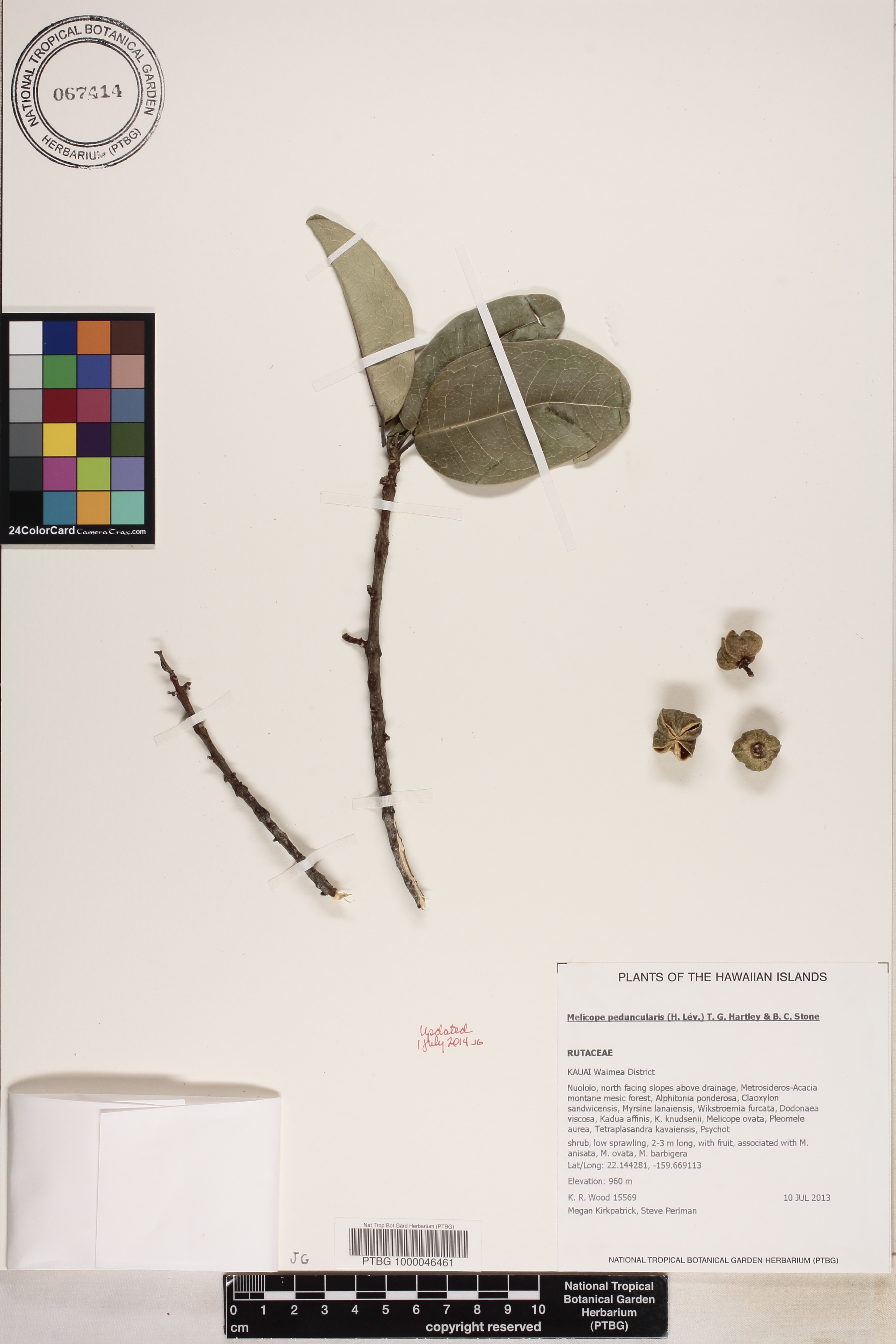 Melicope peduncularis image