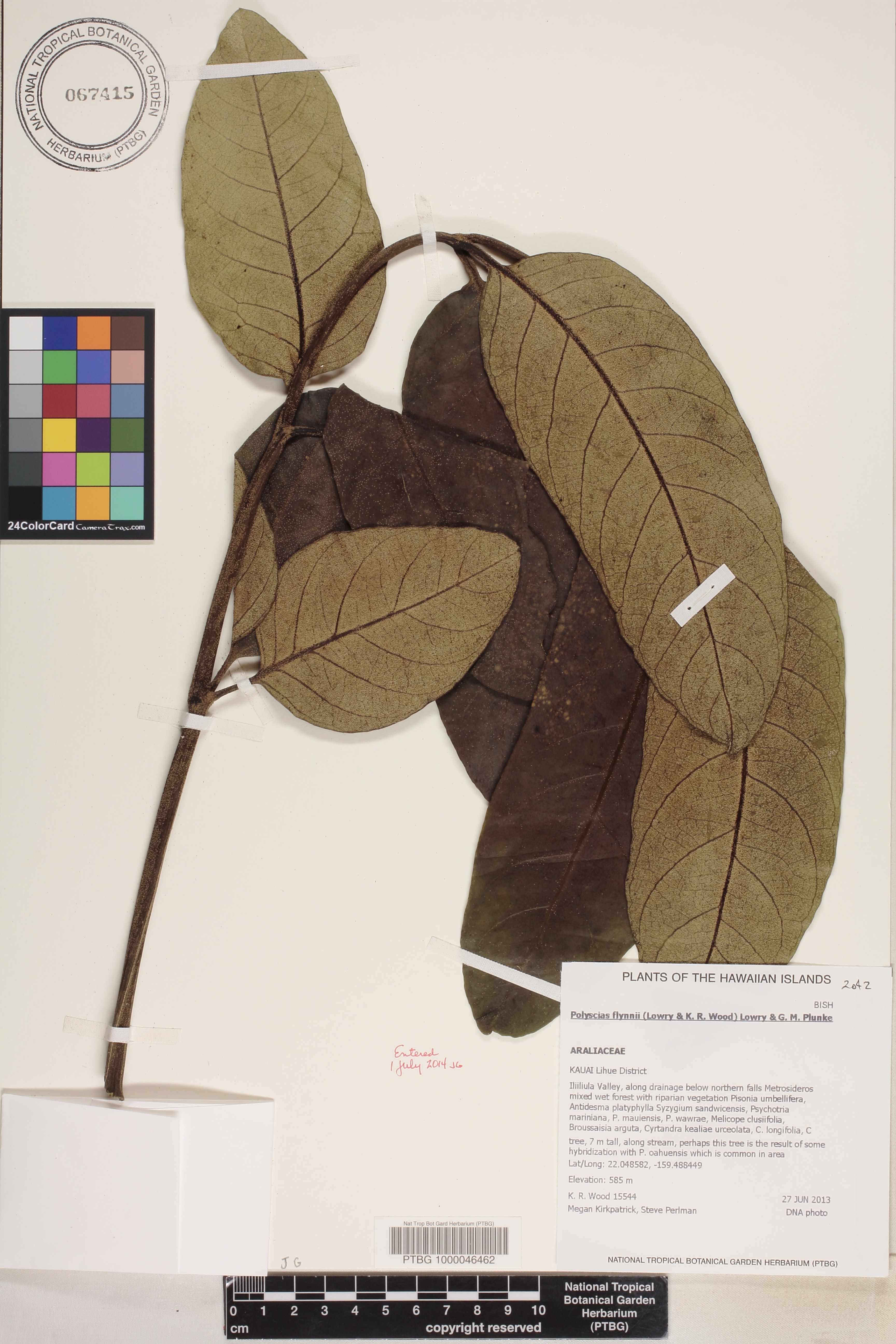 Polyscias kavaiensis image