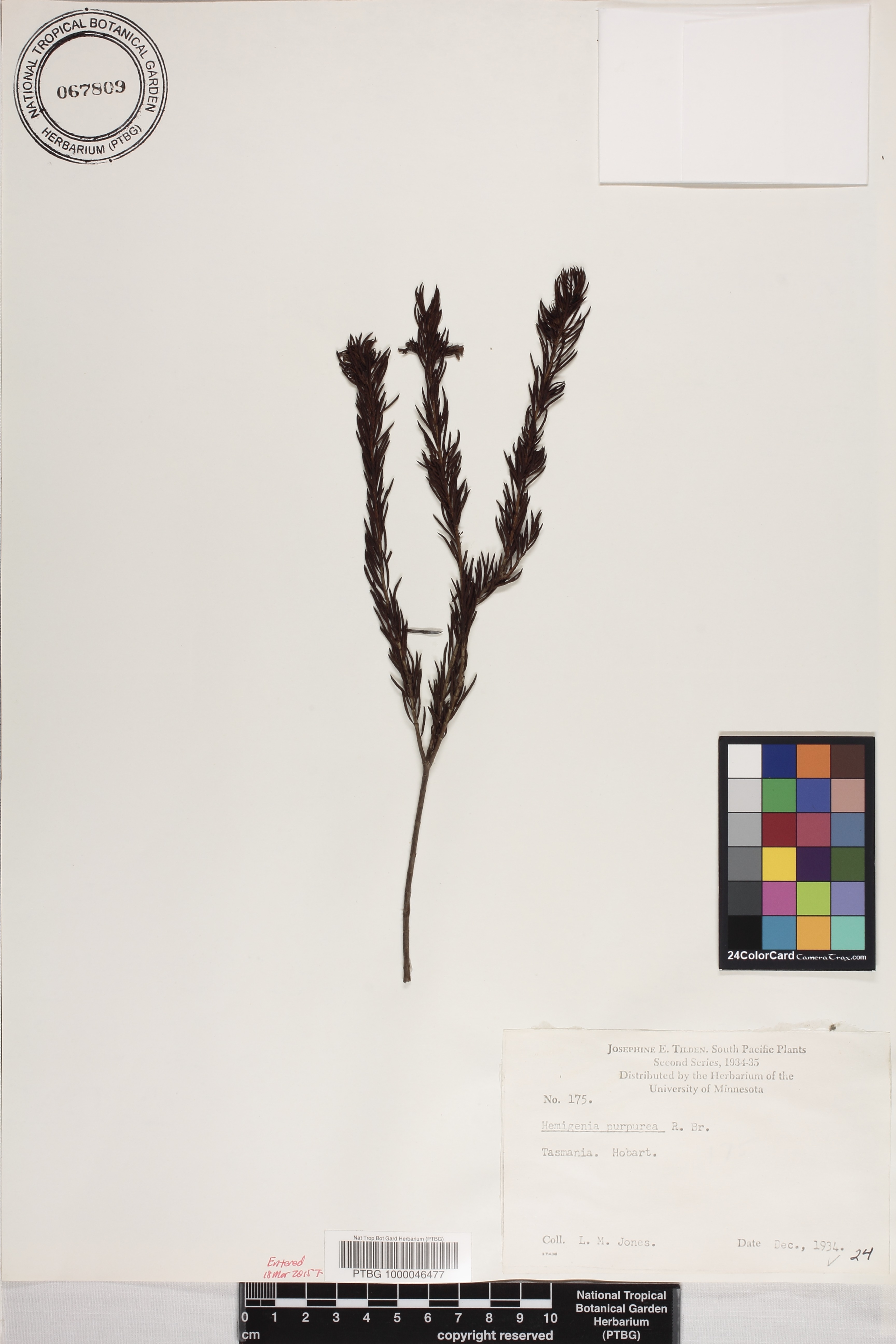Hemigenia purpurea image
