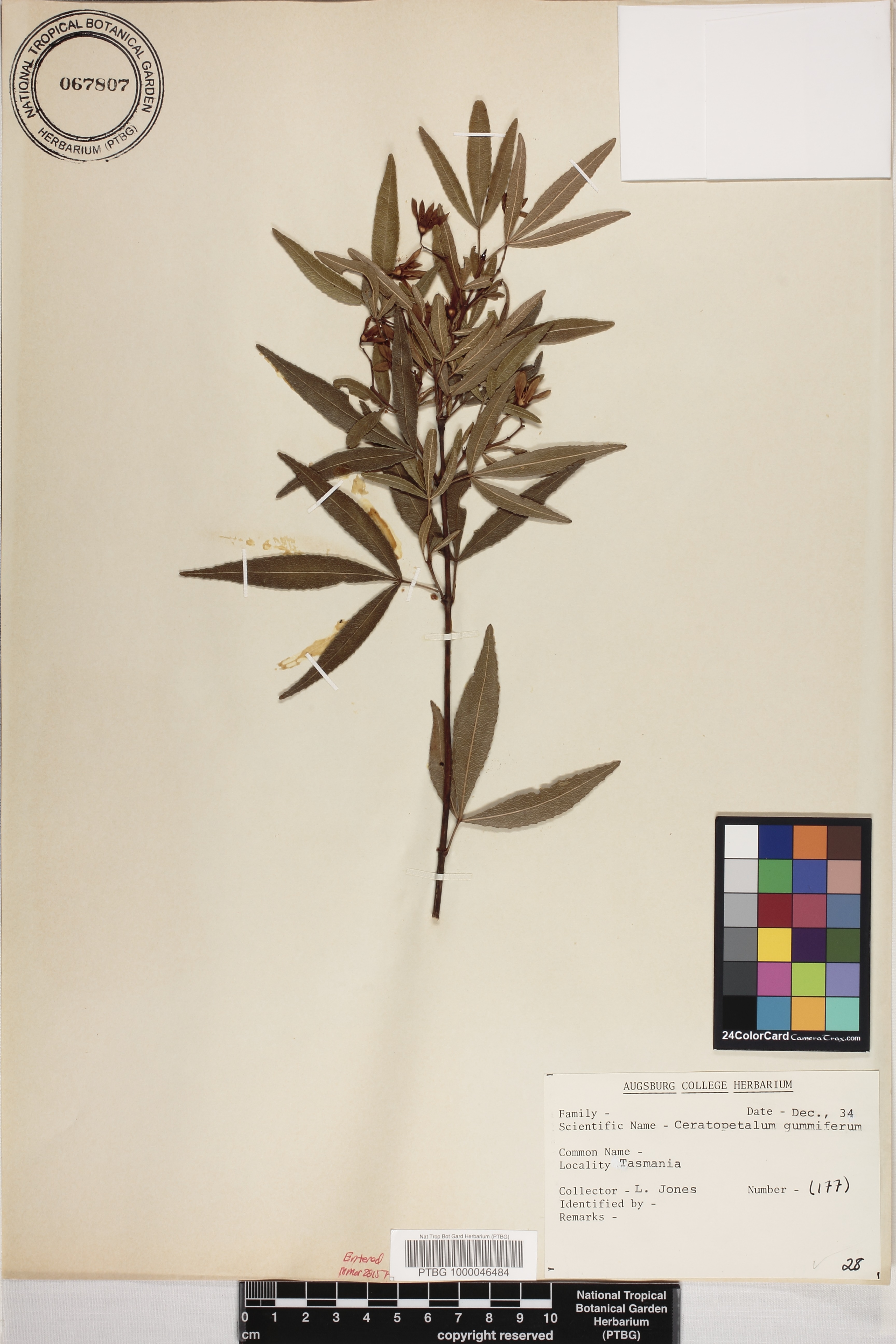 Ceratopetalum gummiferum image