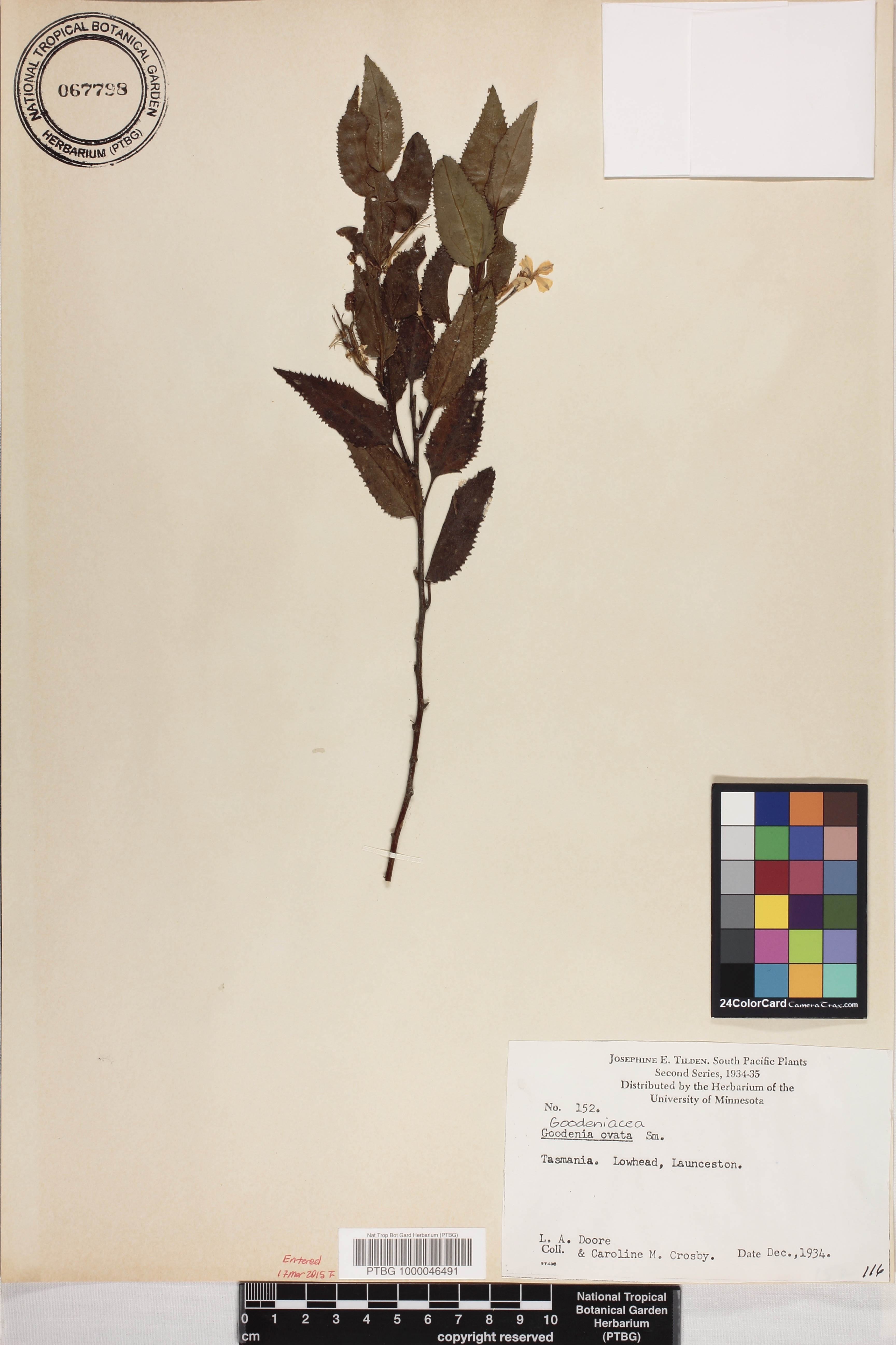 Goodenia ovata image