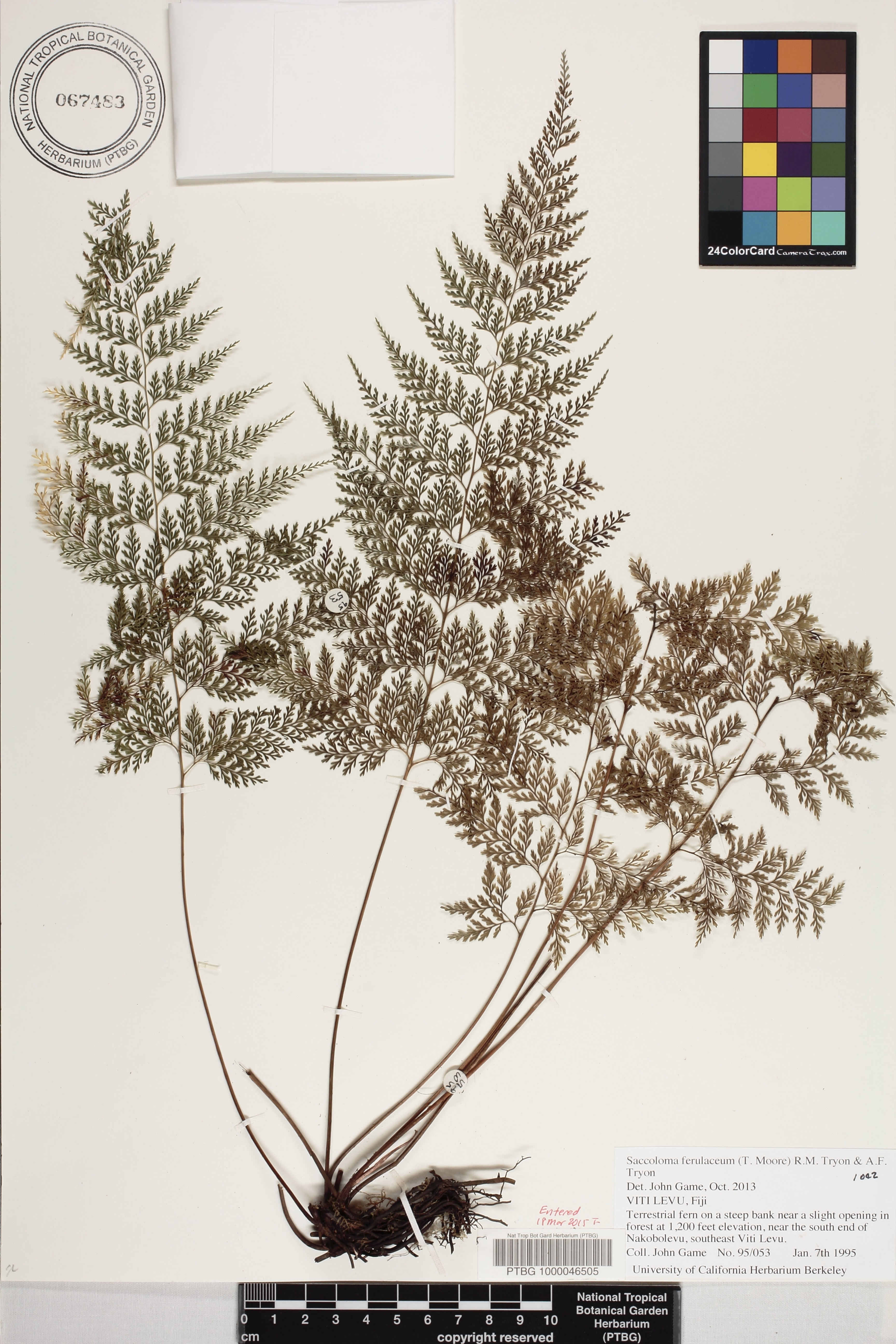 Orthiopteris ferulacea image