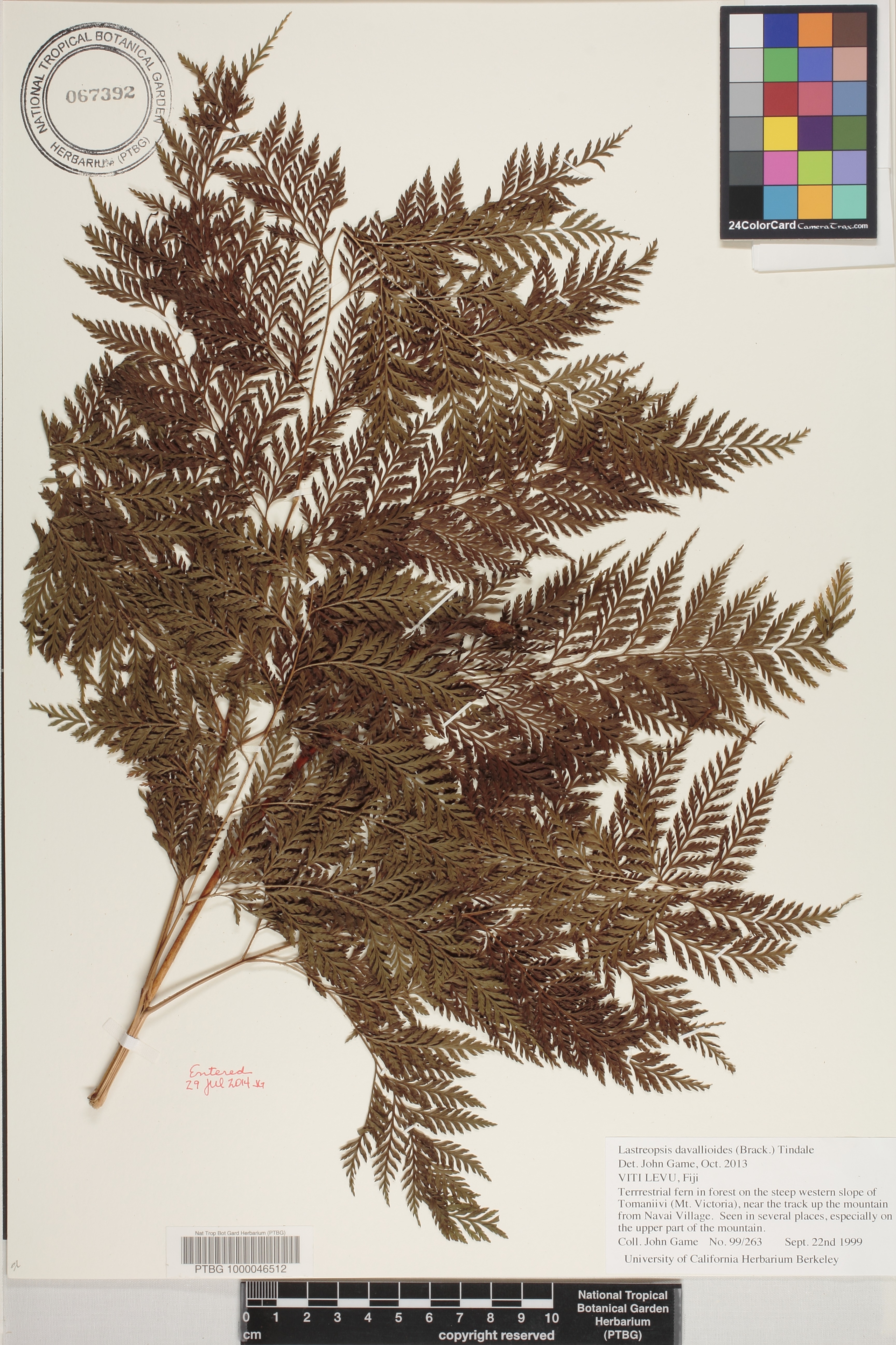 Lastreopsis davallioides image