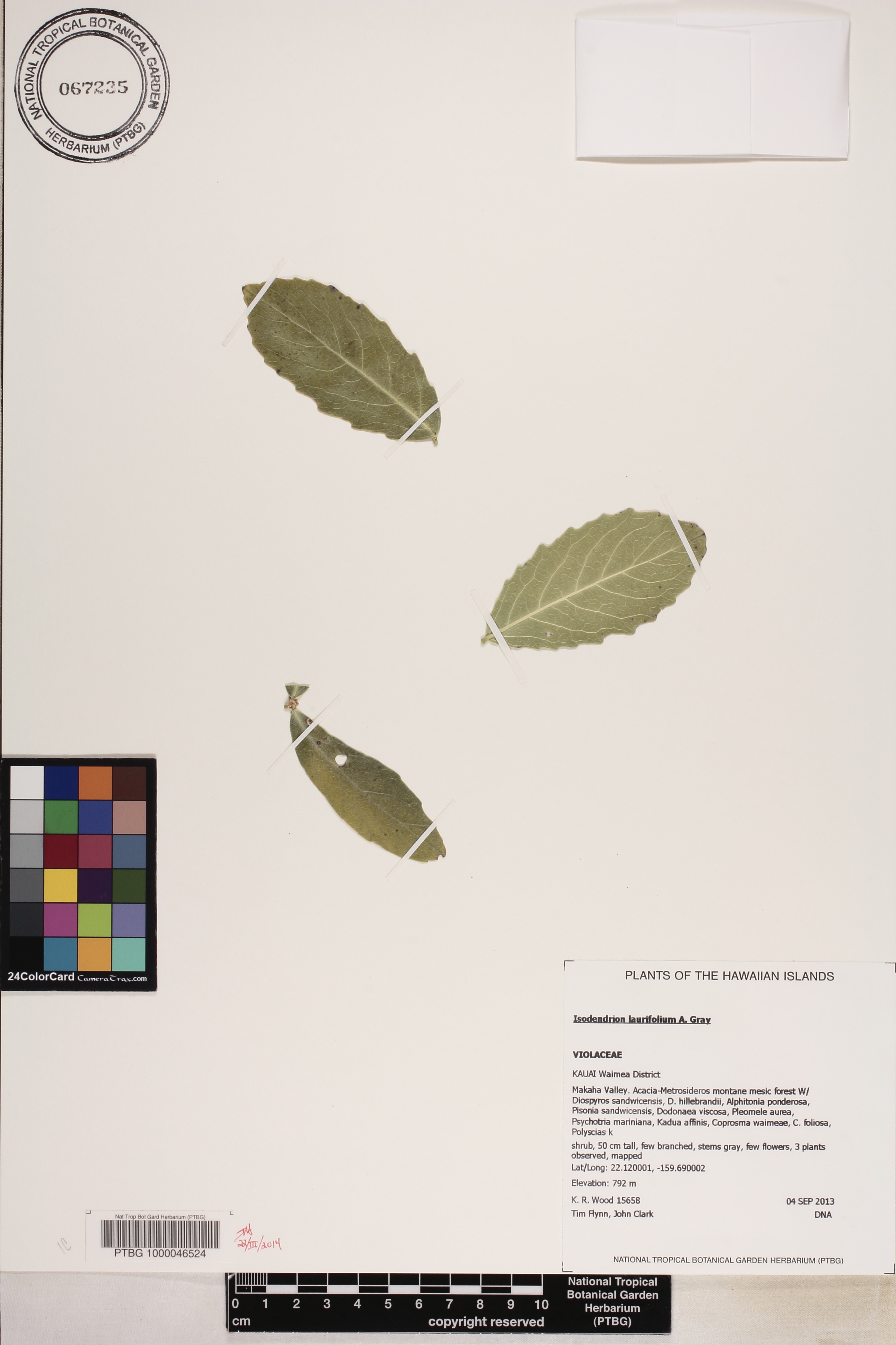 Isodendrion laurifolium image