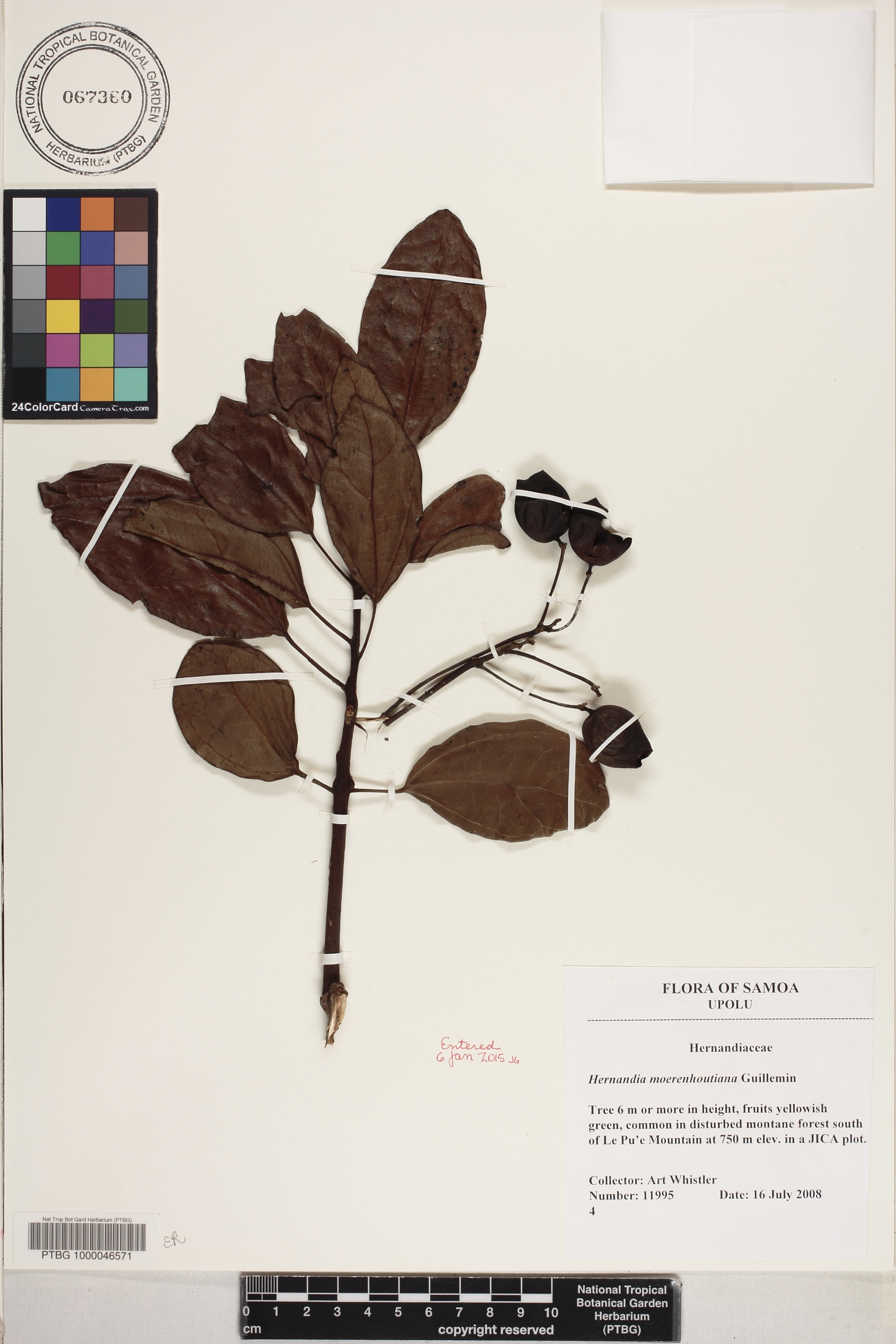 Hernandia moerenhoutiana image