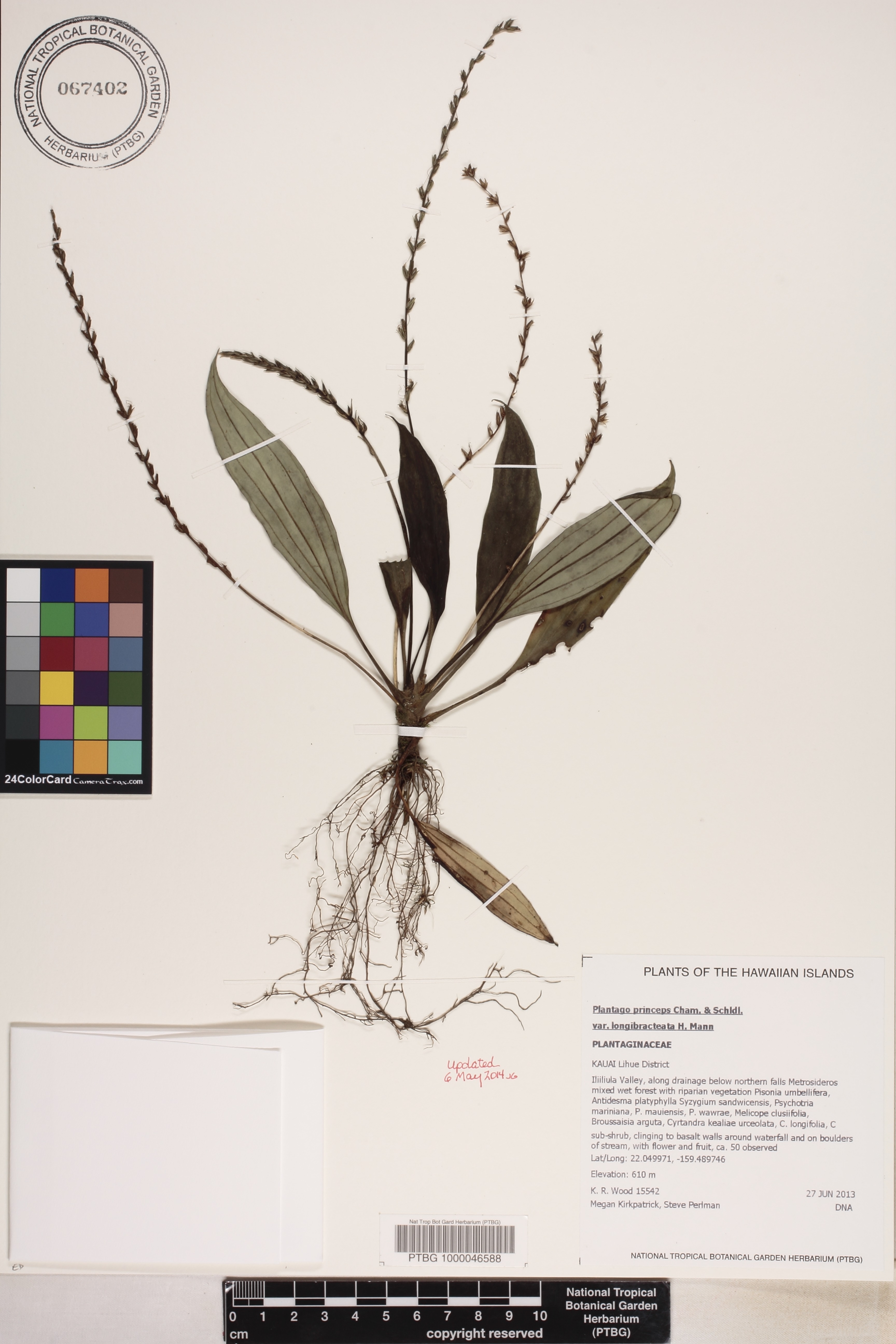 Plantago image