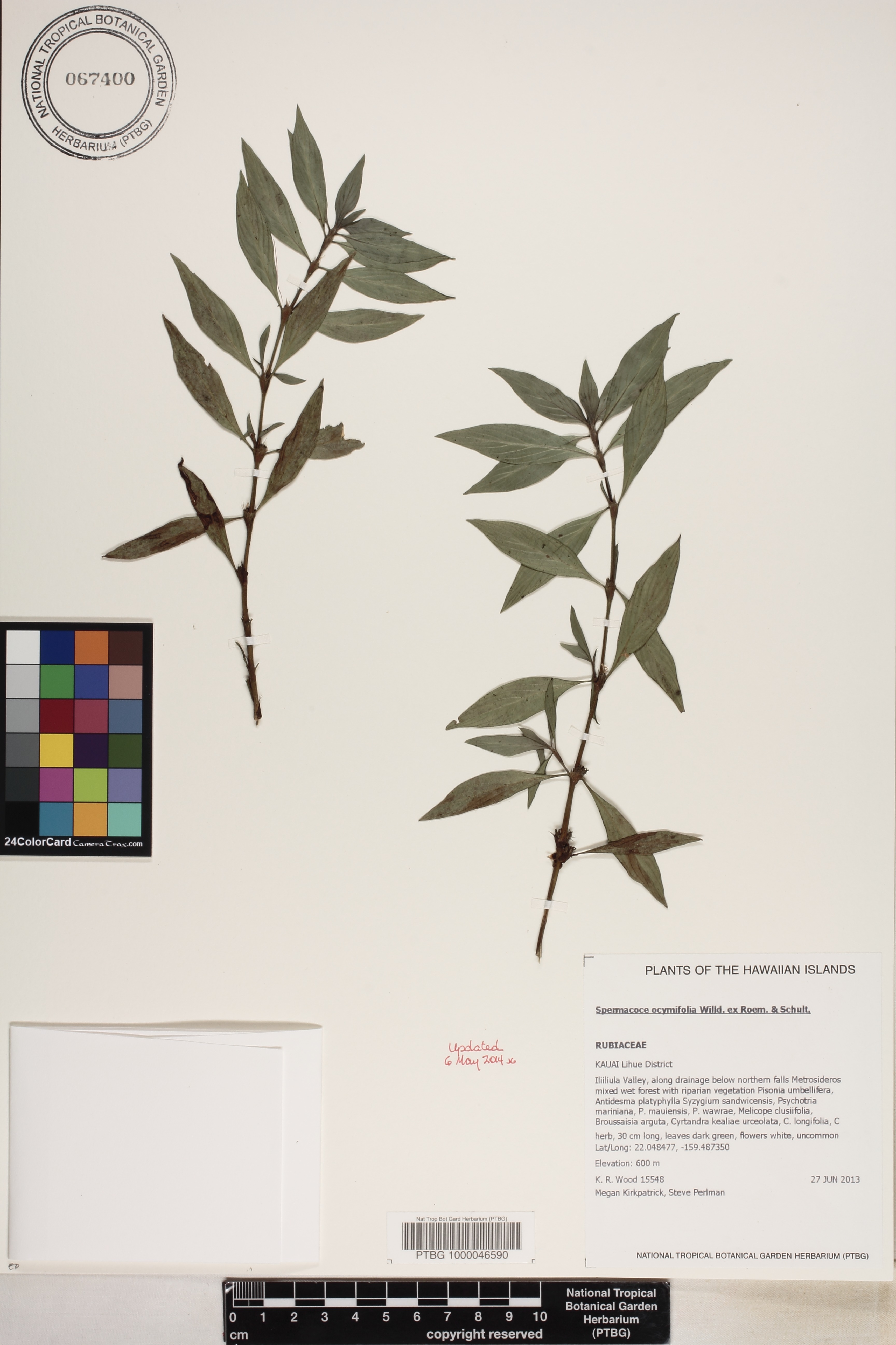 Spermacoce image