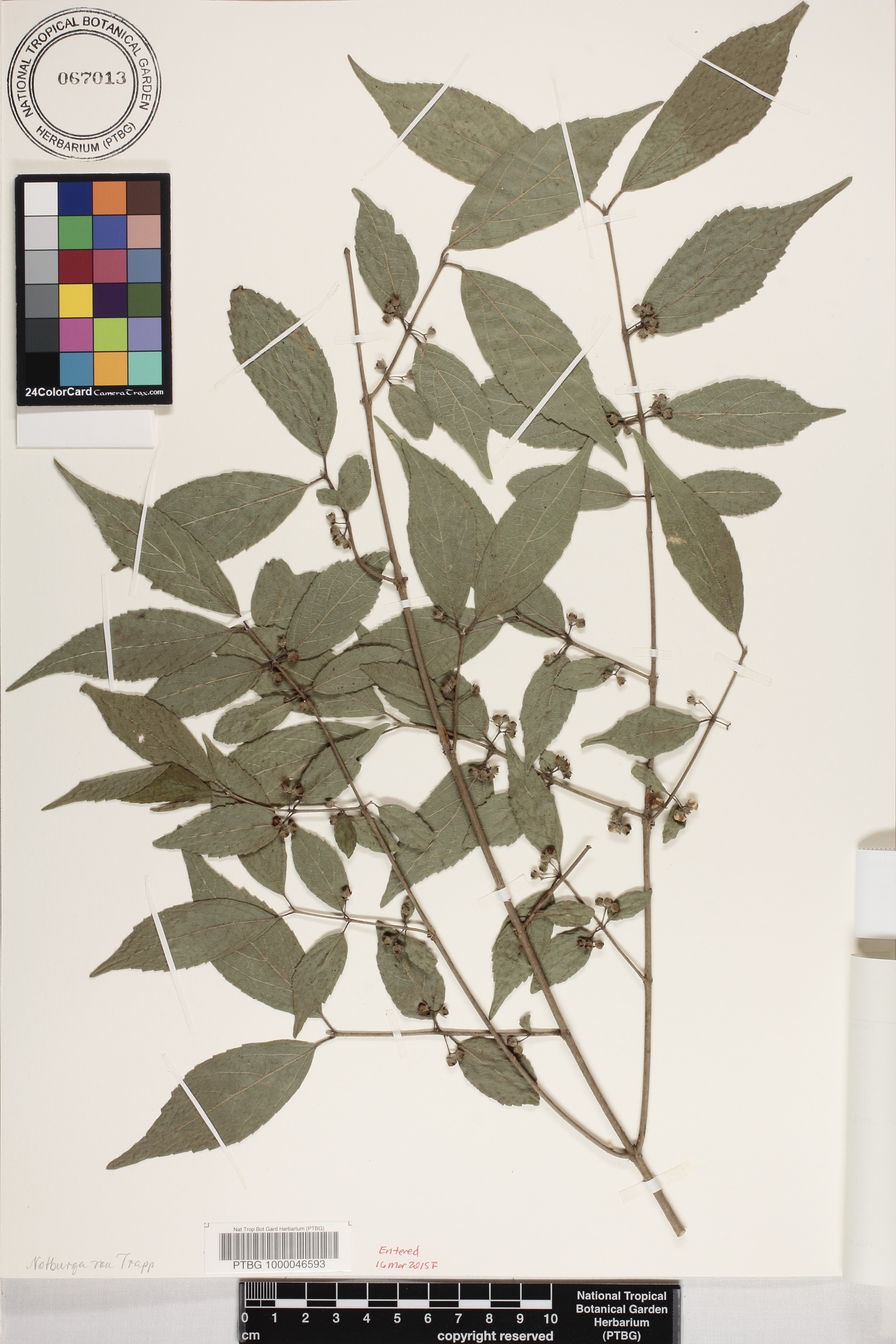 Callicarpa mollis image