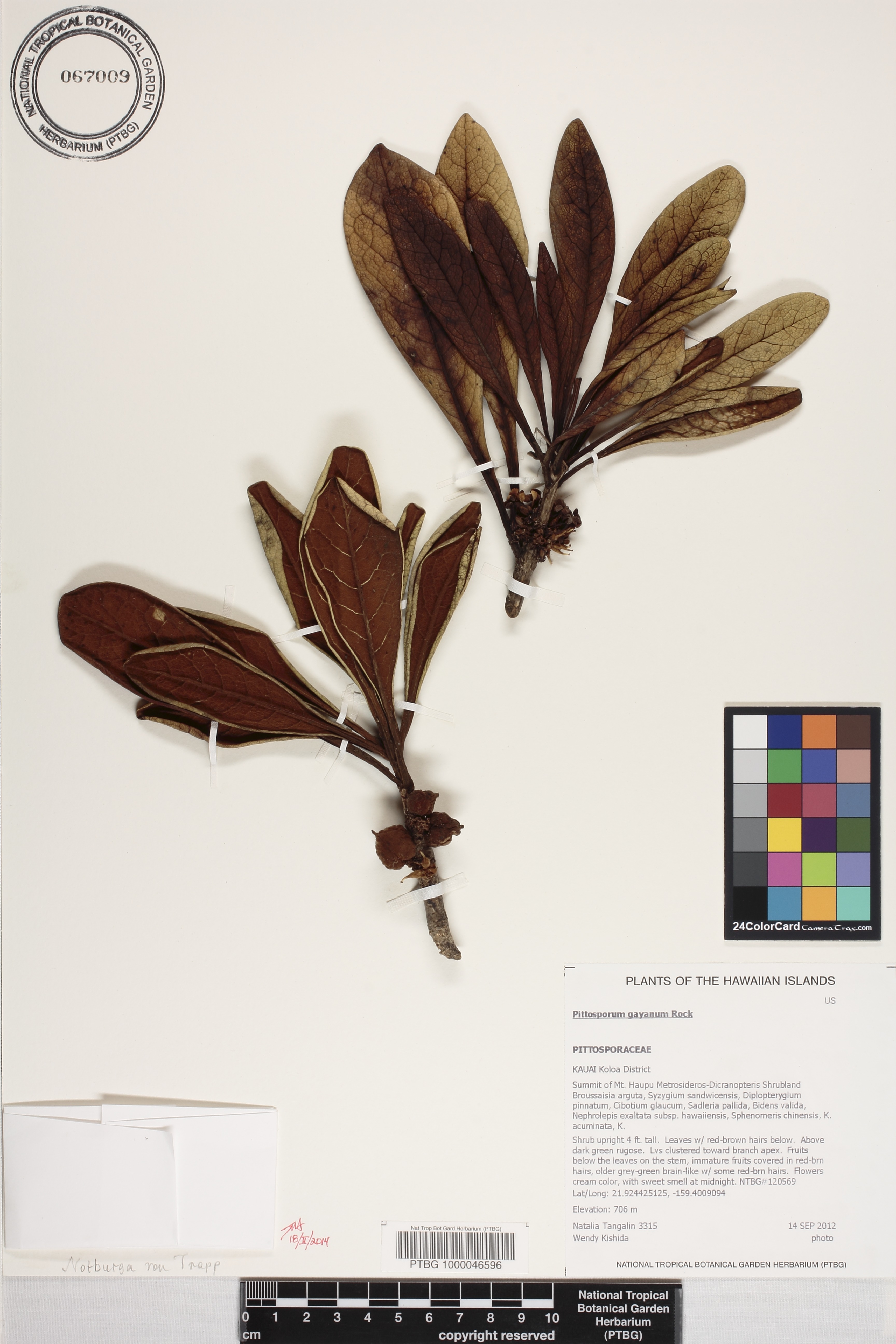 Pittosporum gayanum image