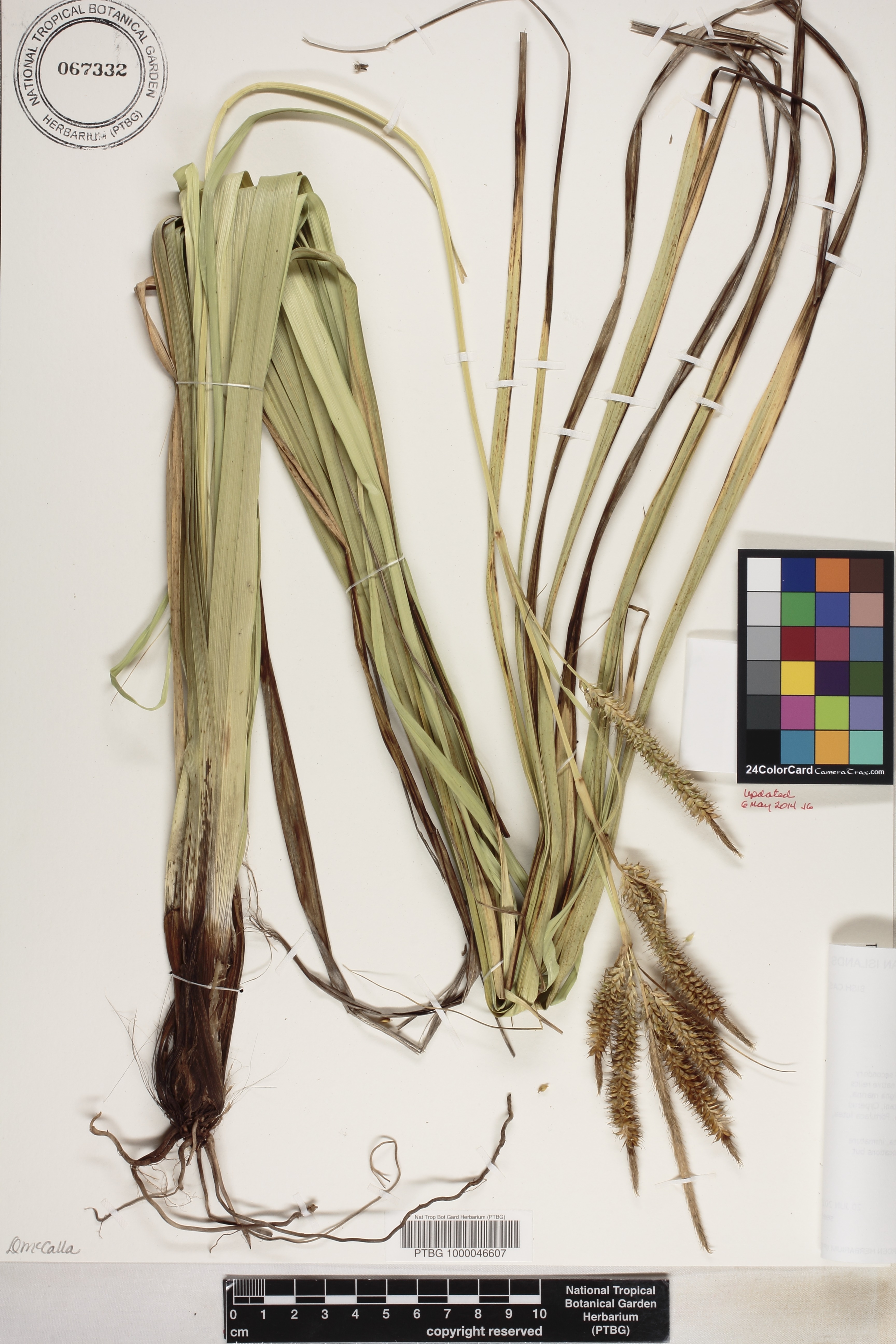 Carex image