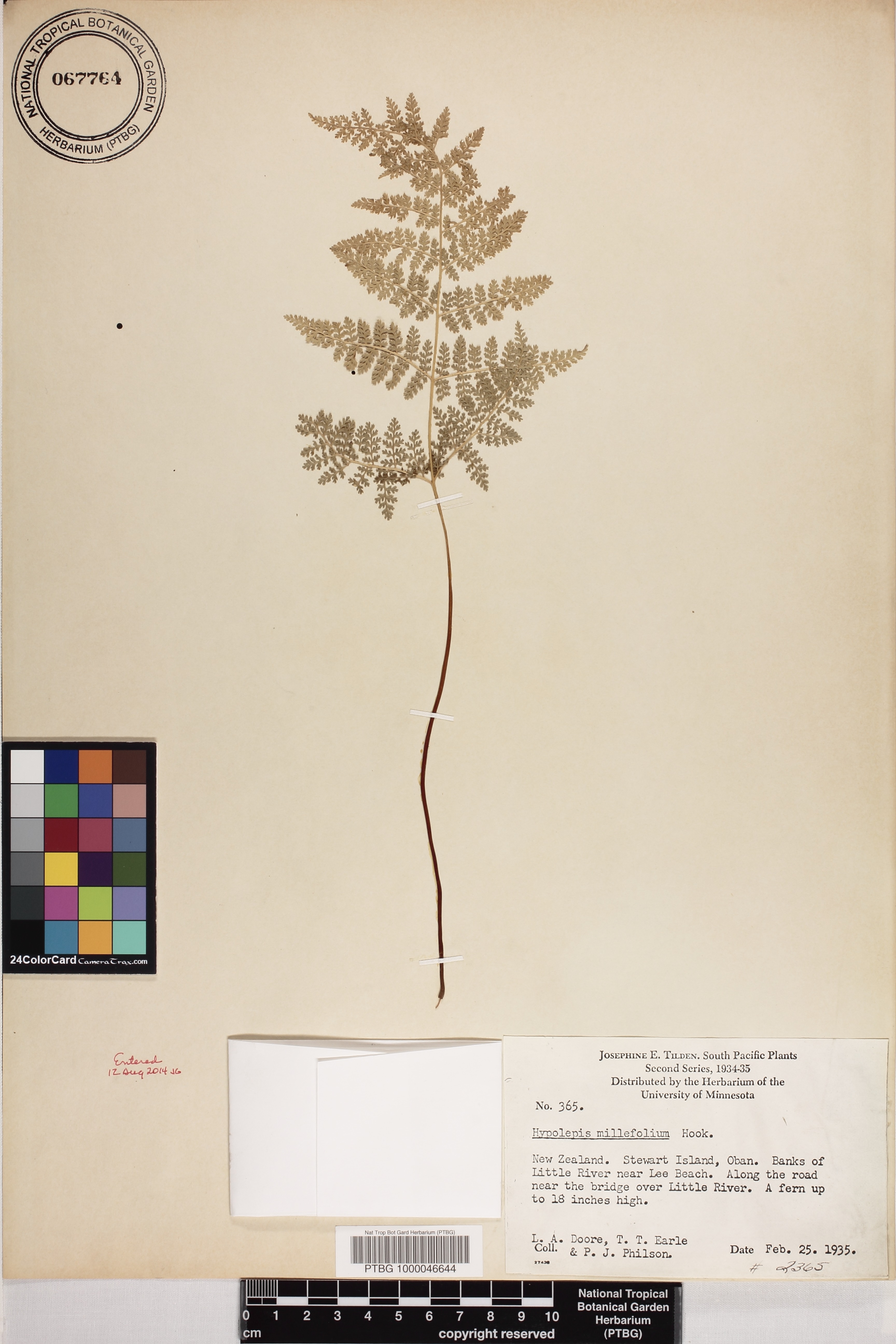 Hypolepis image
