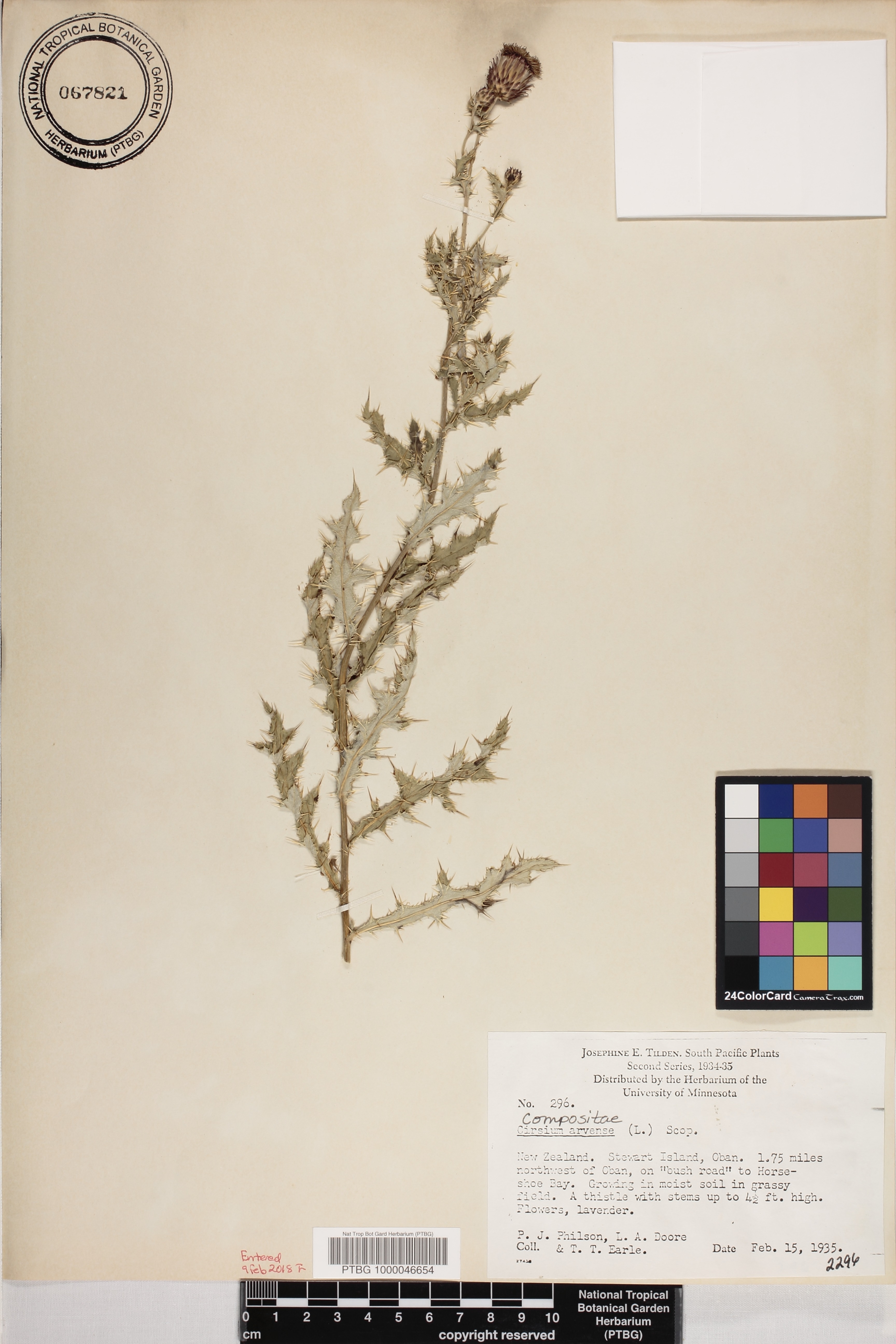 Cirsium vulgare image