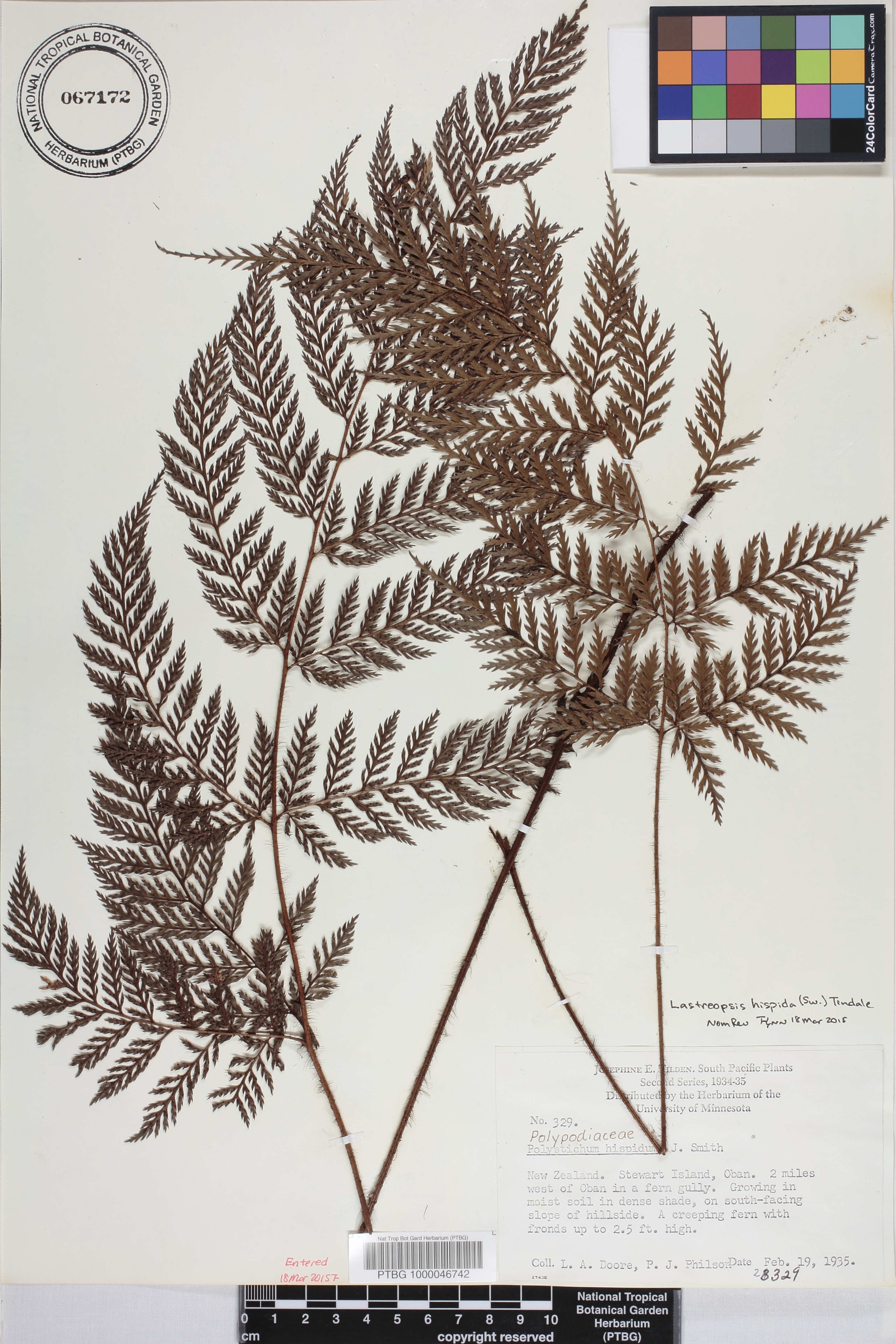 Lastreopsis hispida image