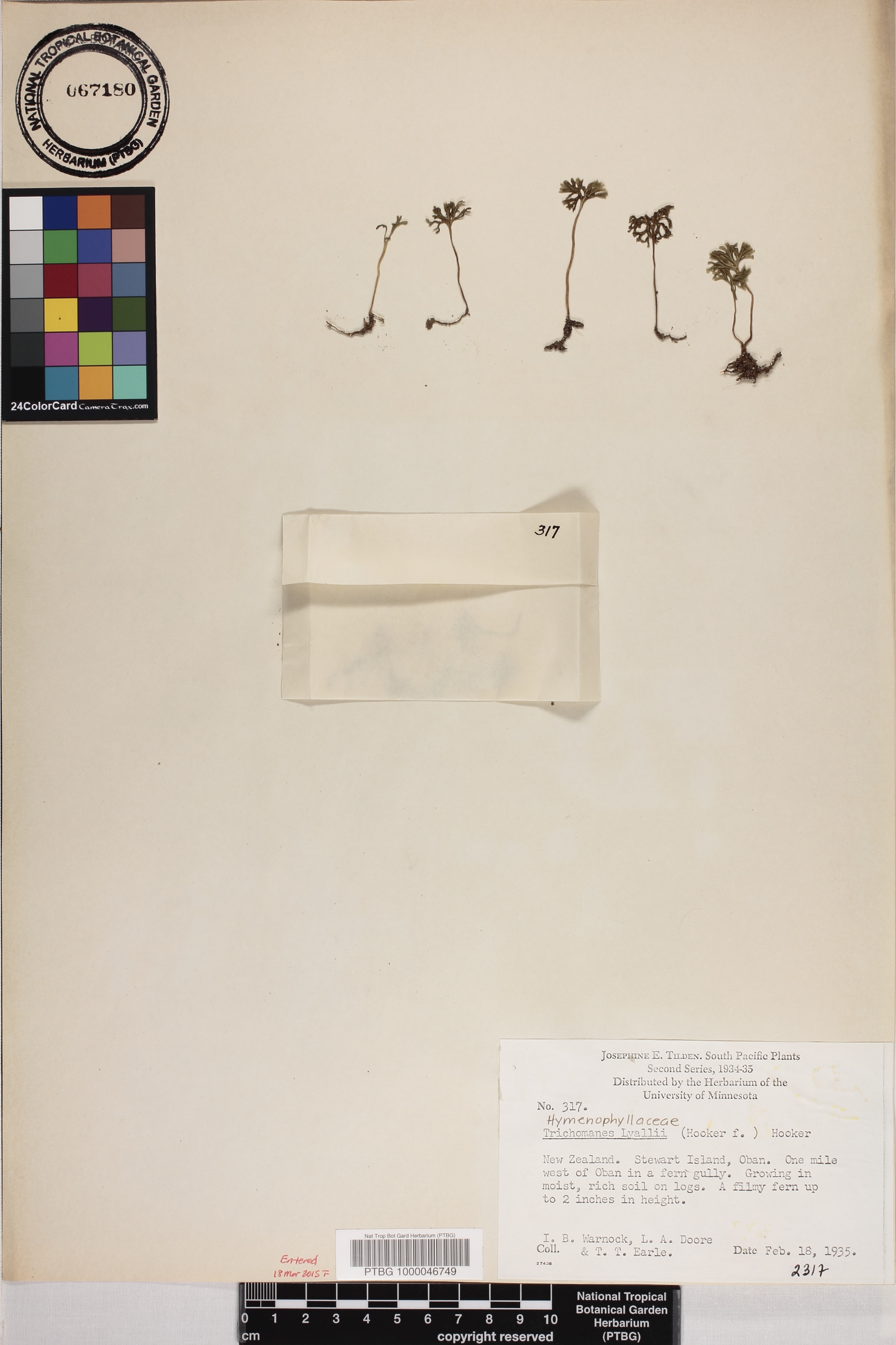 Hymenophyllum lyallii image