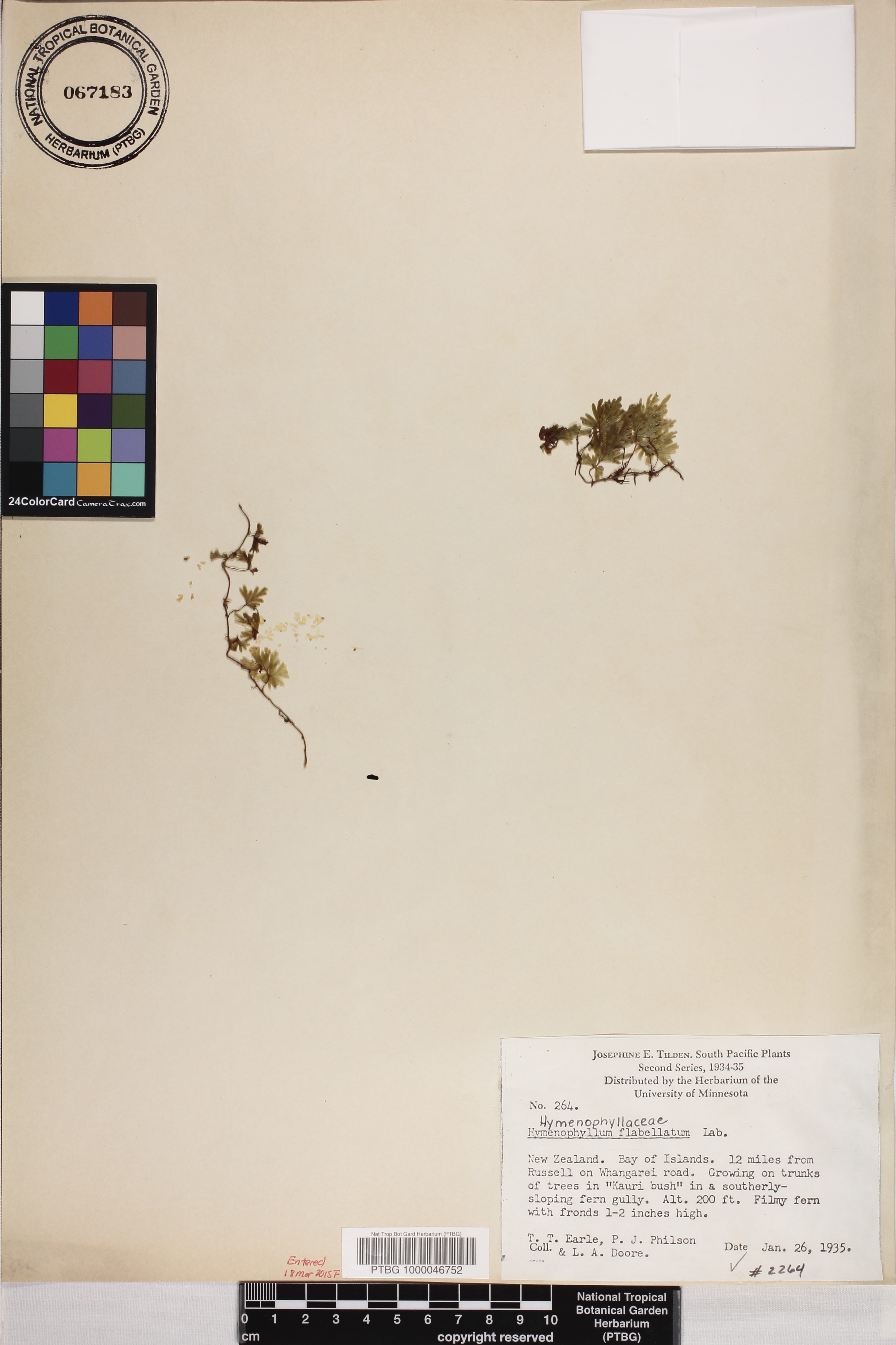 Hymenophyllum flabellatum image