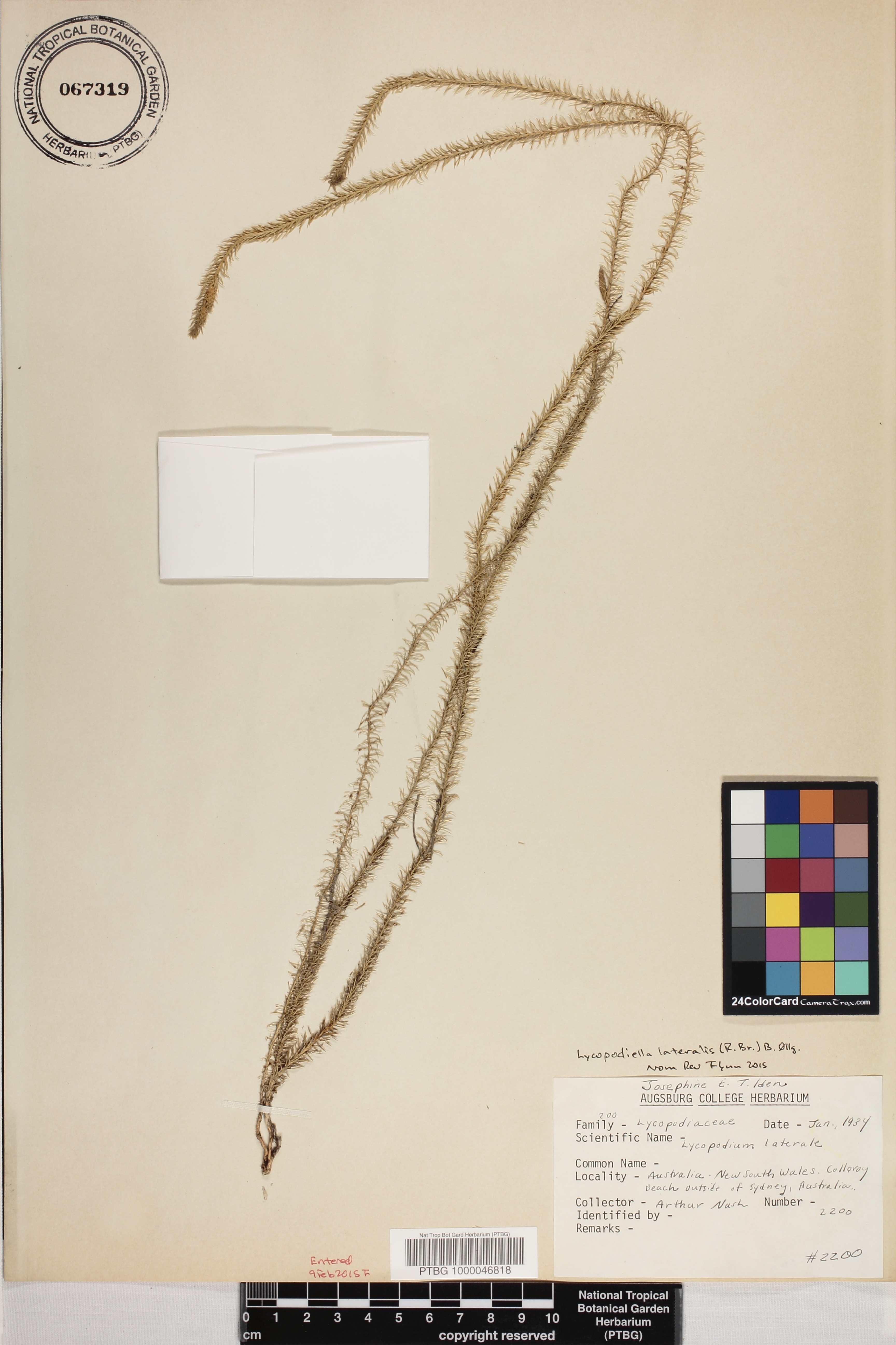 Lateristachys lateralis image