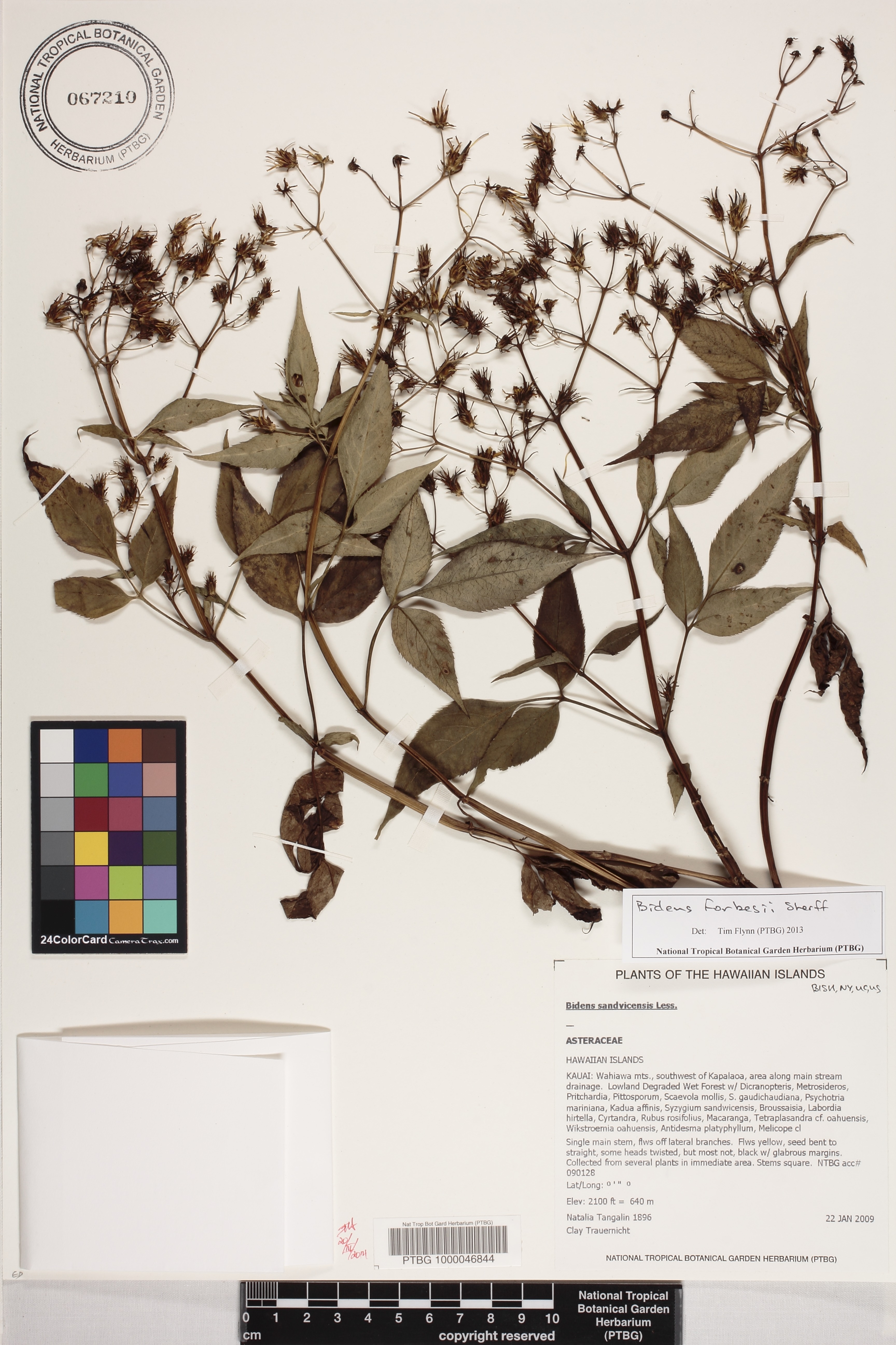 Bidens forbesii image