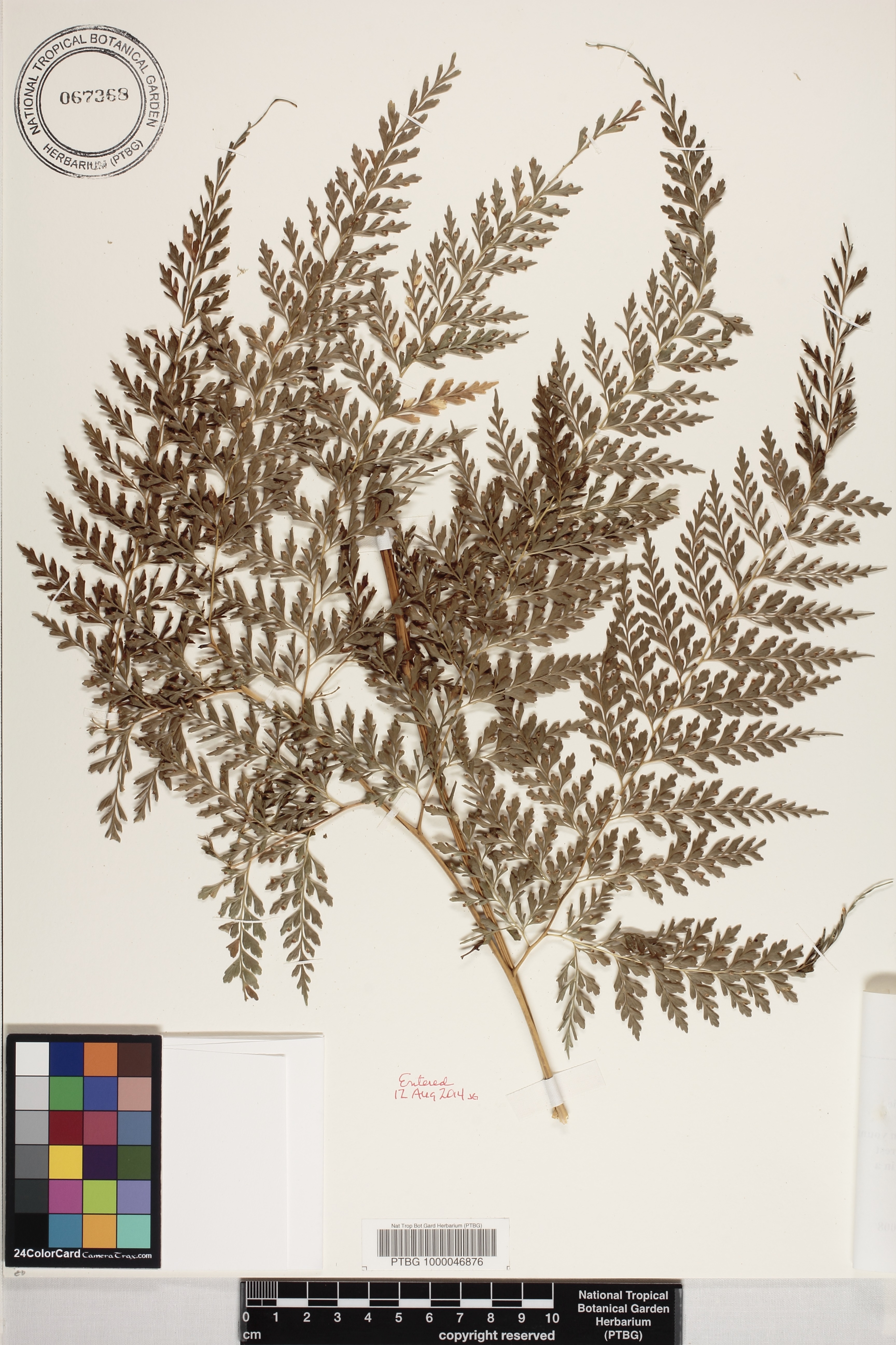 Orthiopteris tenuis image