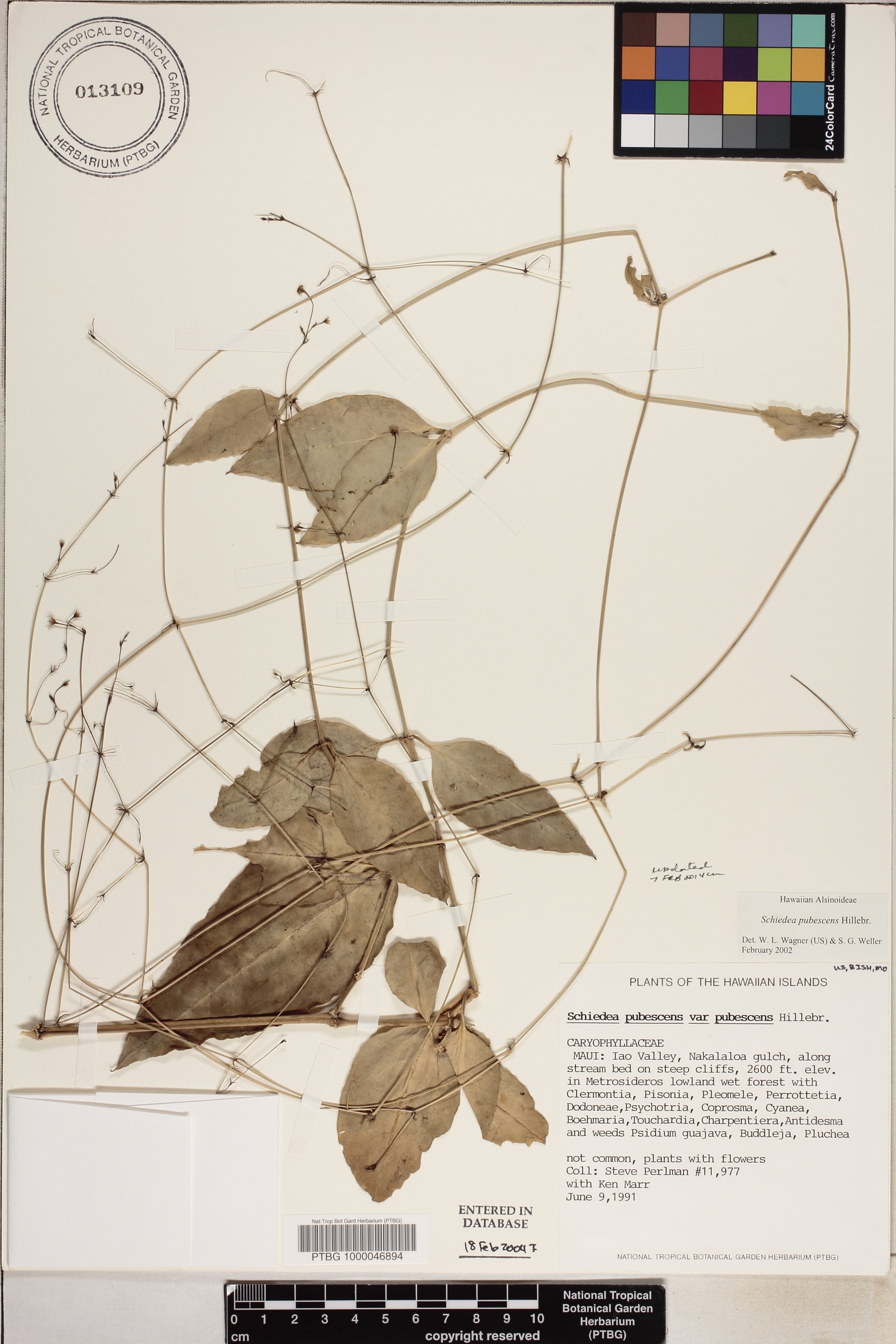 Schiedea pubescens image